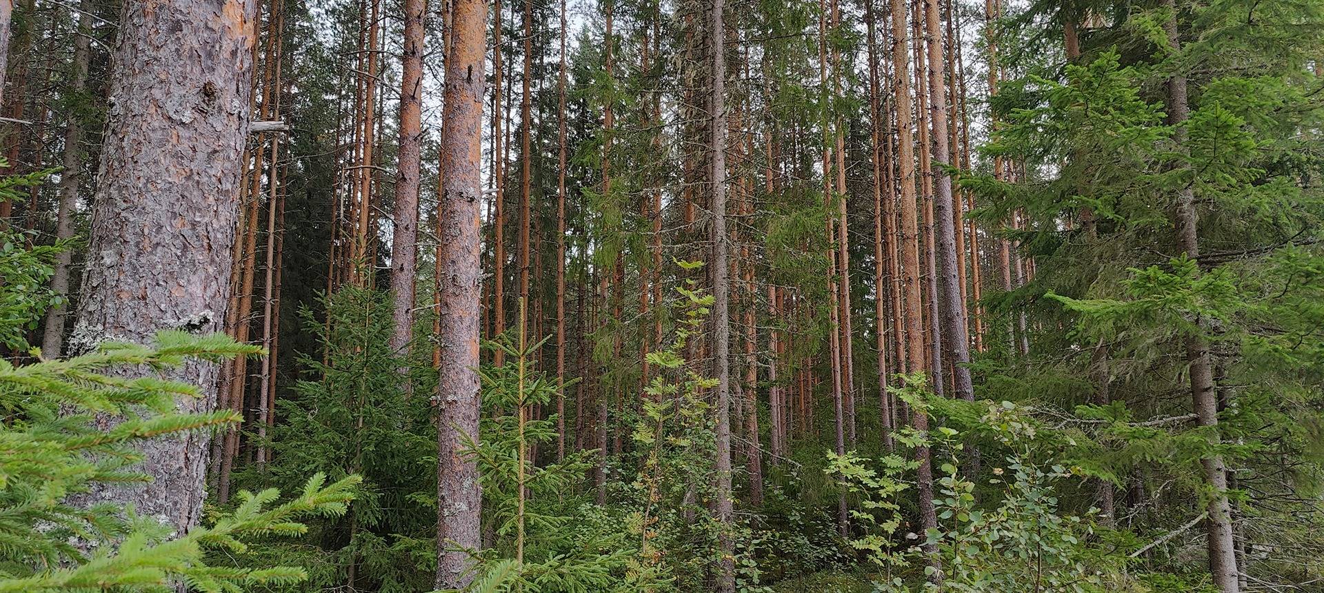 Omslagsbild för objektet Kolme metsätilaa Pomarkussa, Isokytö, Metsälä ja Metsälä 1