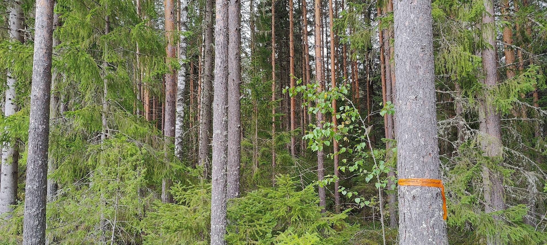 Kolme metsätilaa Pomarkussa, Isokytö, Metsälä ja Metsälä 1 2