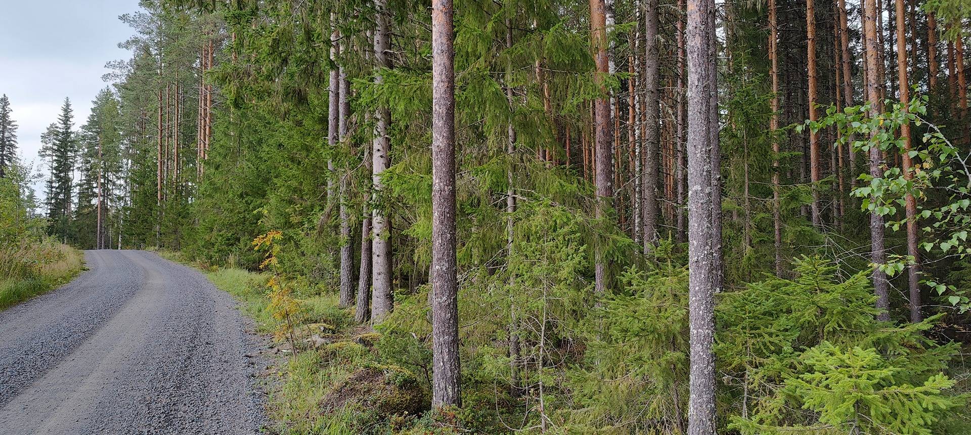 Kolme metsätilaa Pomarkussa, Isokytö, Metsälä ja Metsälä 1 3