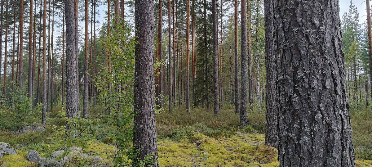 Omslagsbild för objektet Määräala metsää Kankaanpäässä, Törmä