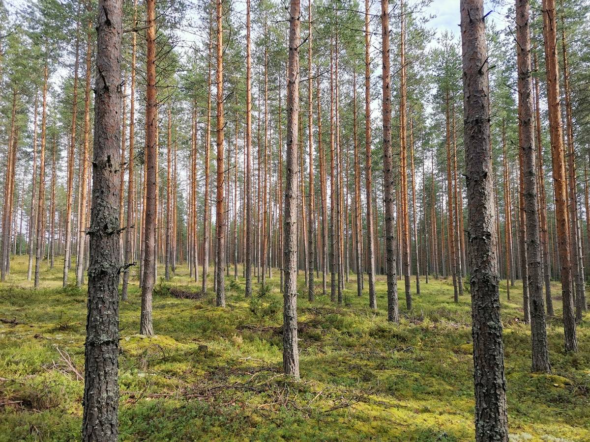 Omslagsbild för objektet Haasianmäki II, 441-413-1-139