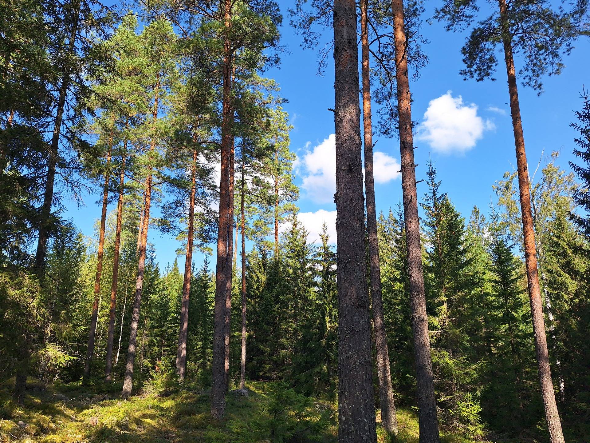 Omslagsbild för objektet Välimäki 1:54