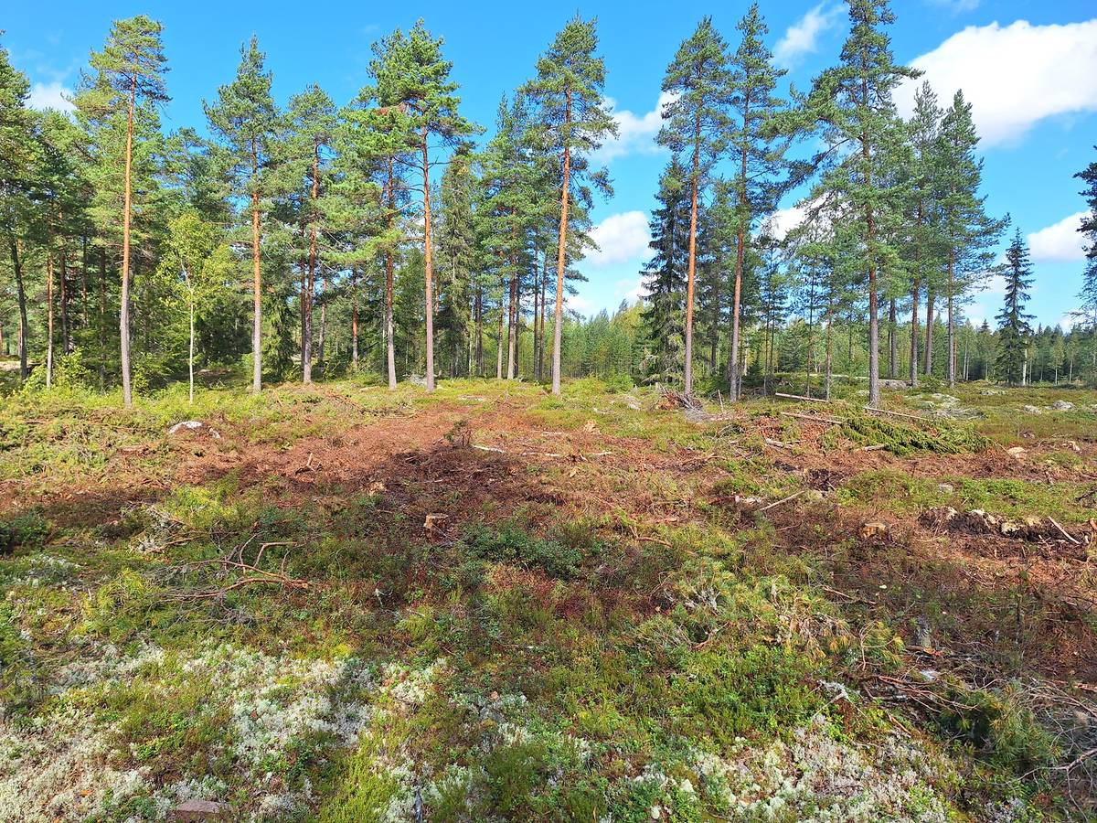 Omslagsbild för objektet Tuuppa 4:30