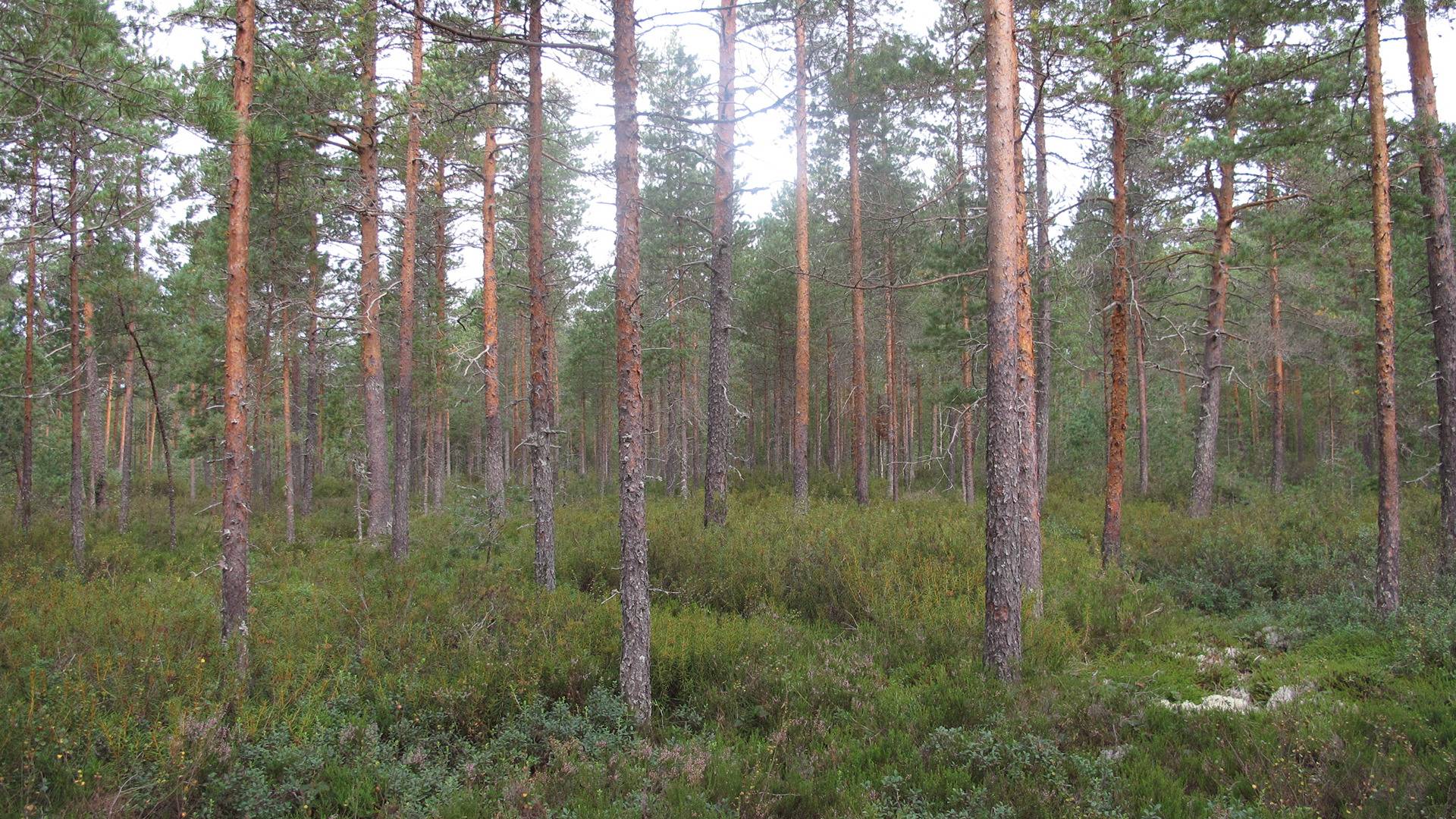 Omslagsbild för objektet Ojanvarsi, Norinkylä