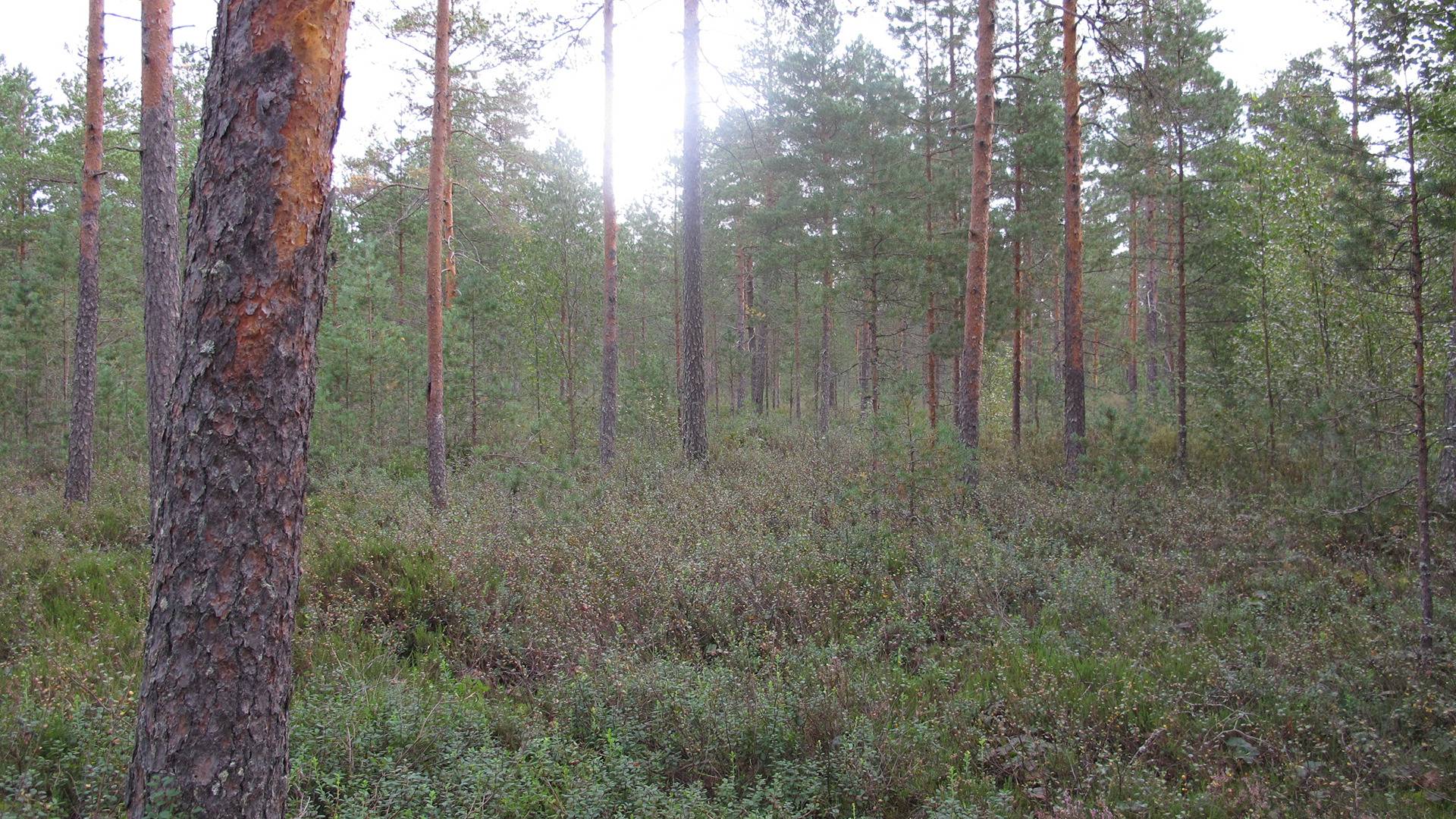 Ojanvarsi, Norinkylä 4