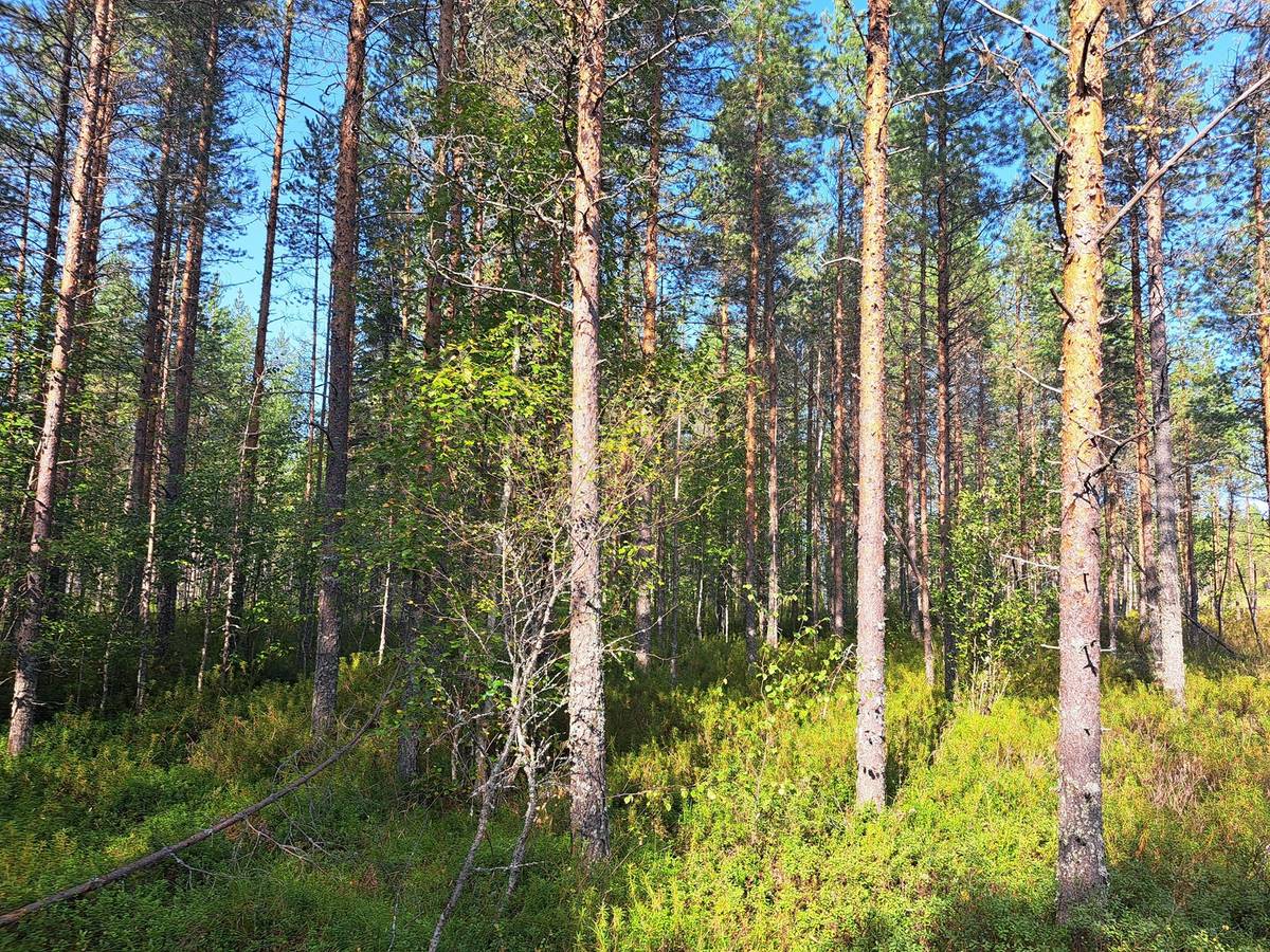 Omslagsbild för objektet Häkkilä 791-402-7-3