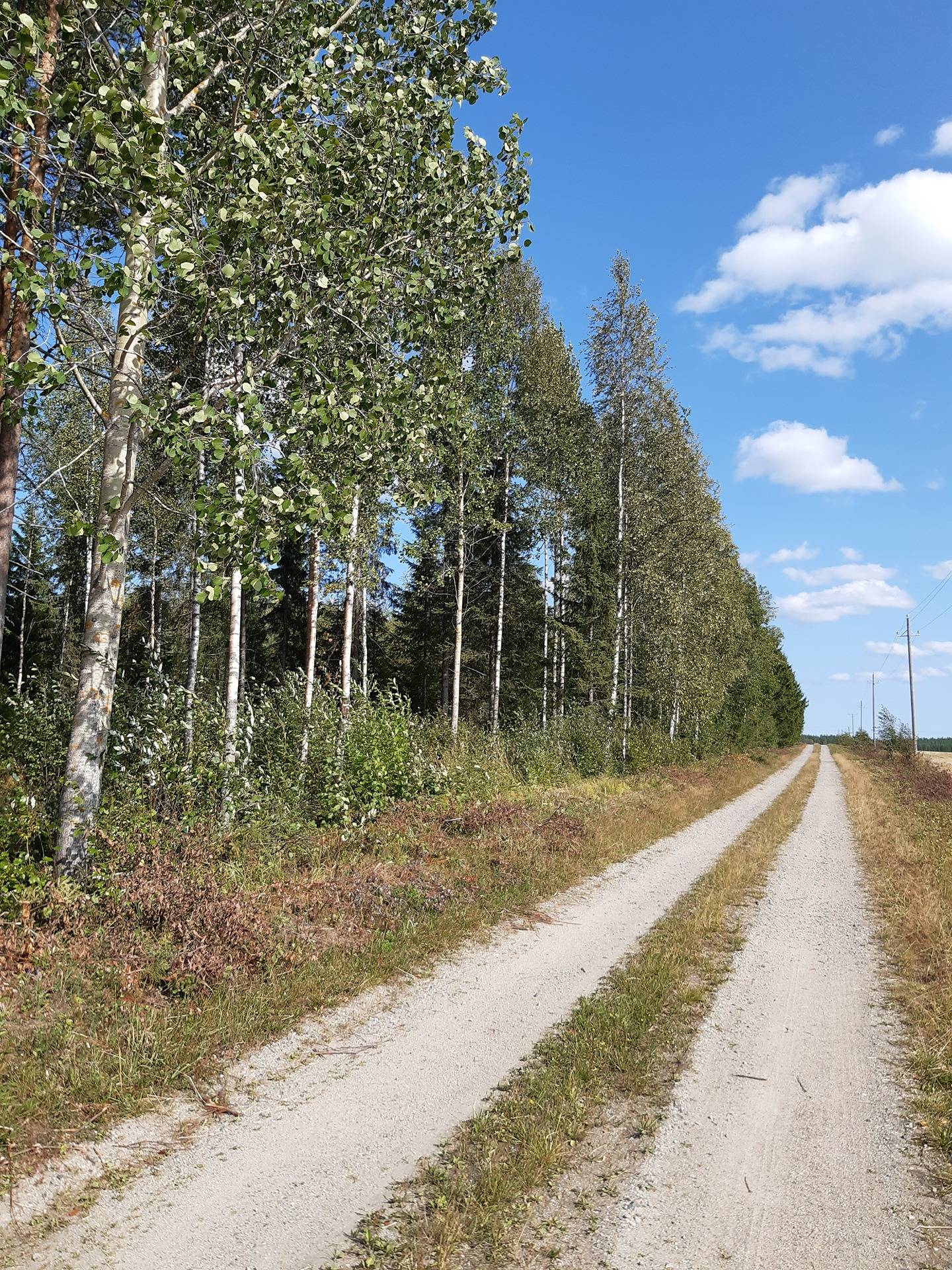 Iimetsä Nilsiässä 15