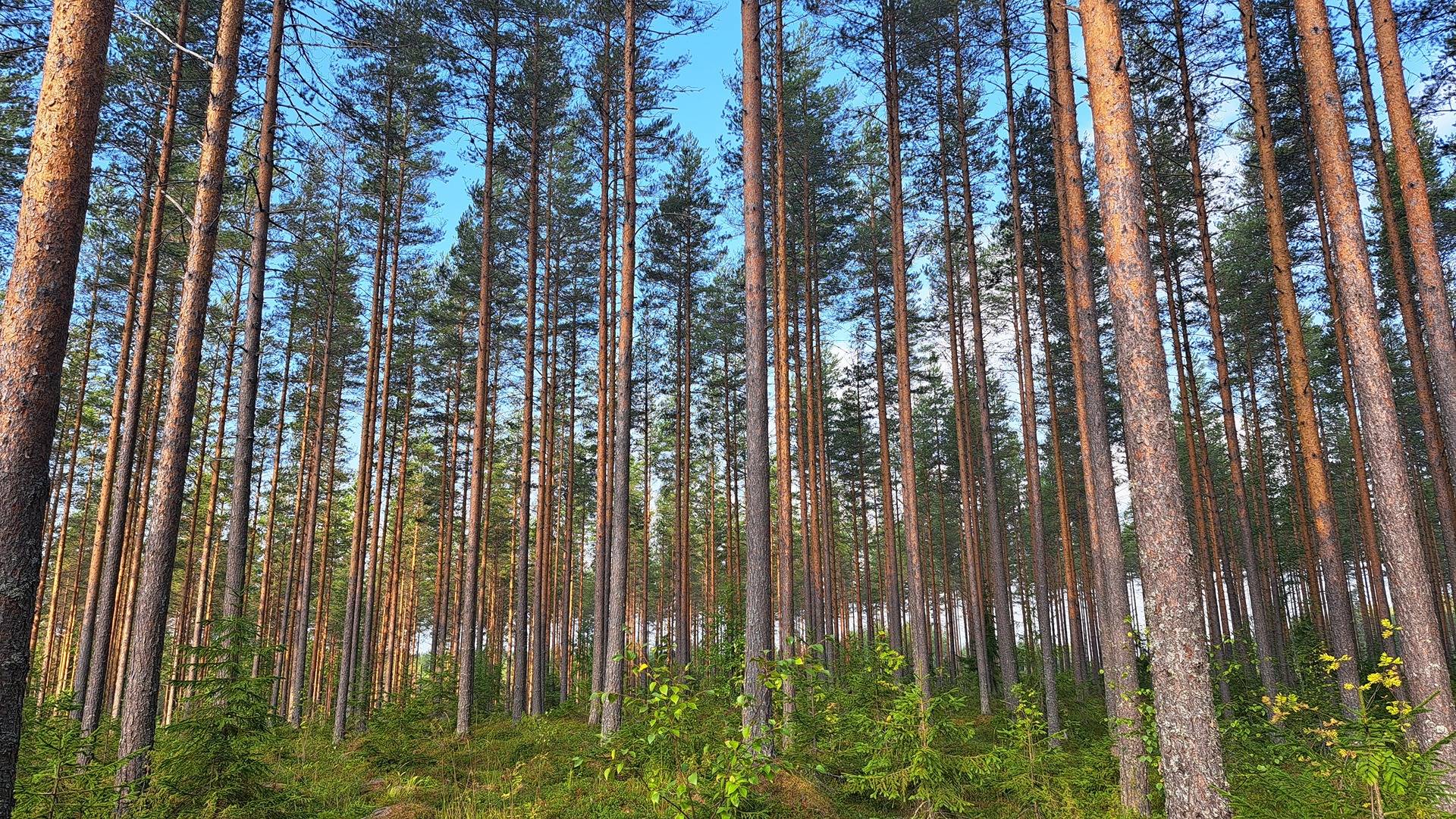 Omslagsbild för objektet Reijusjärvi 740-574-10-21