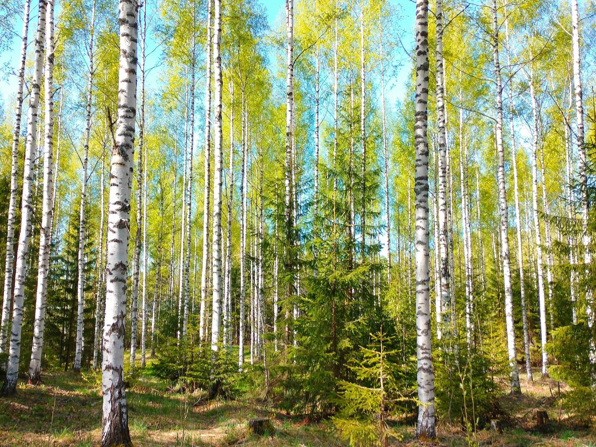 Kansikuva kohteelle KUIKKALAMPI 848-402-2-197 määräala Jouhkola