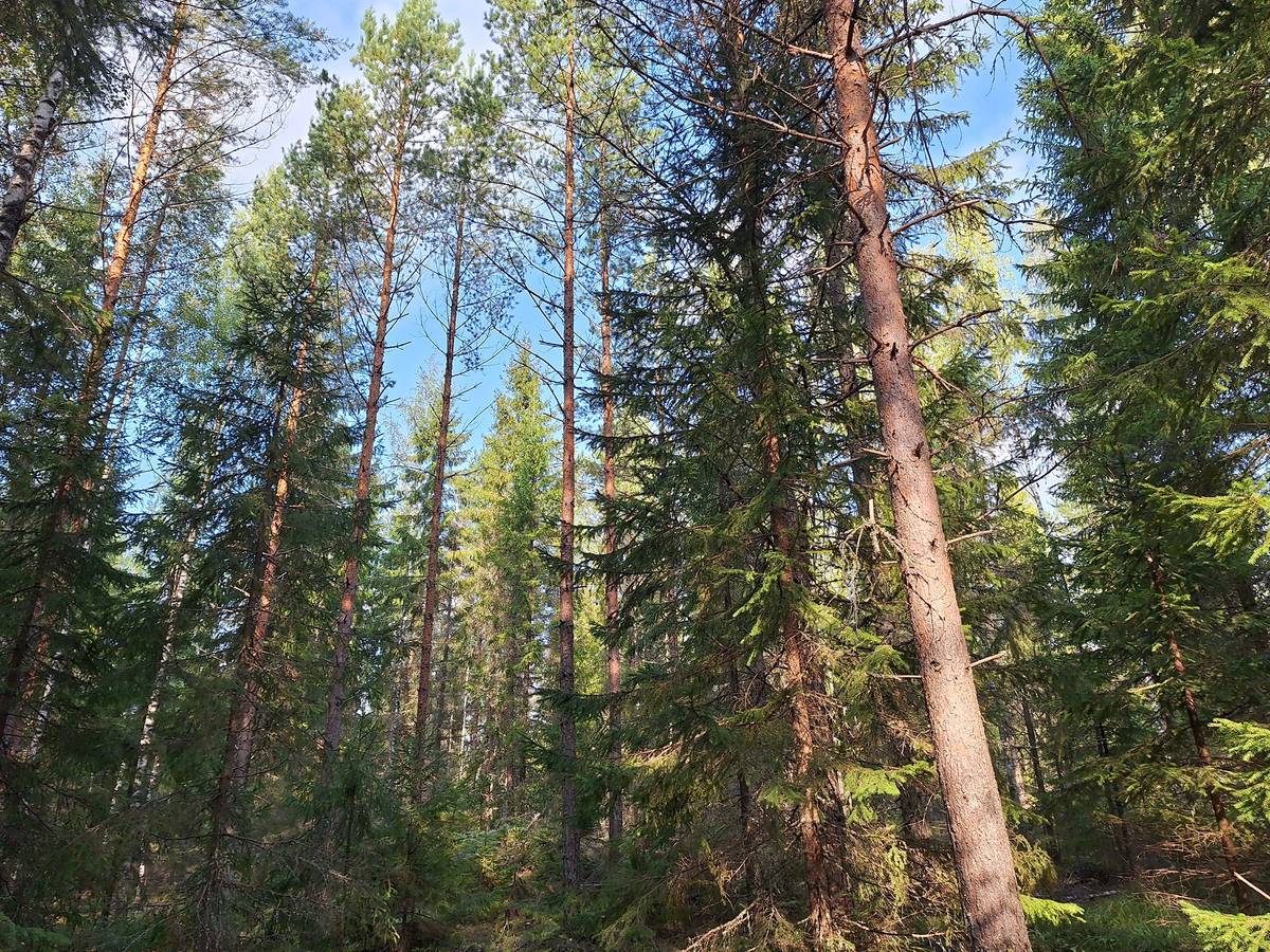 Omslagsbild för objektet Metsäkorpi 4:63