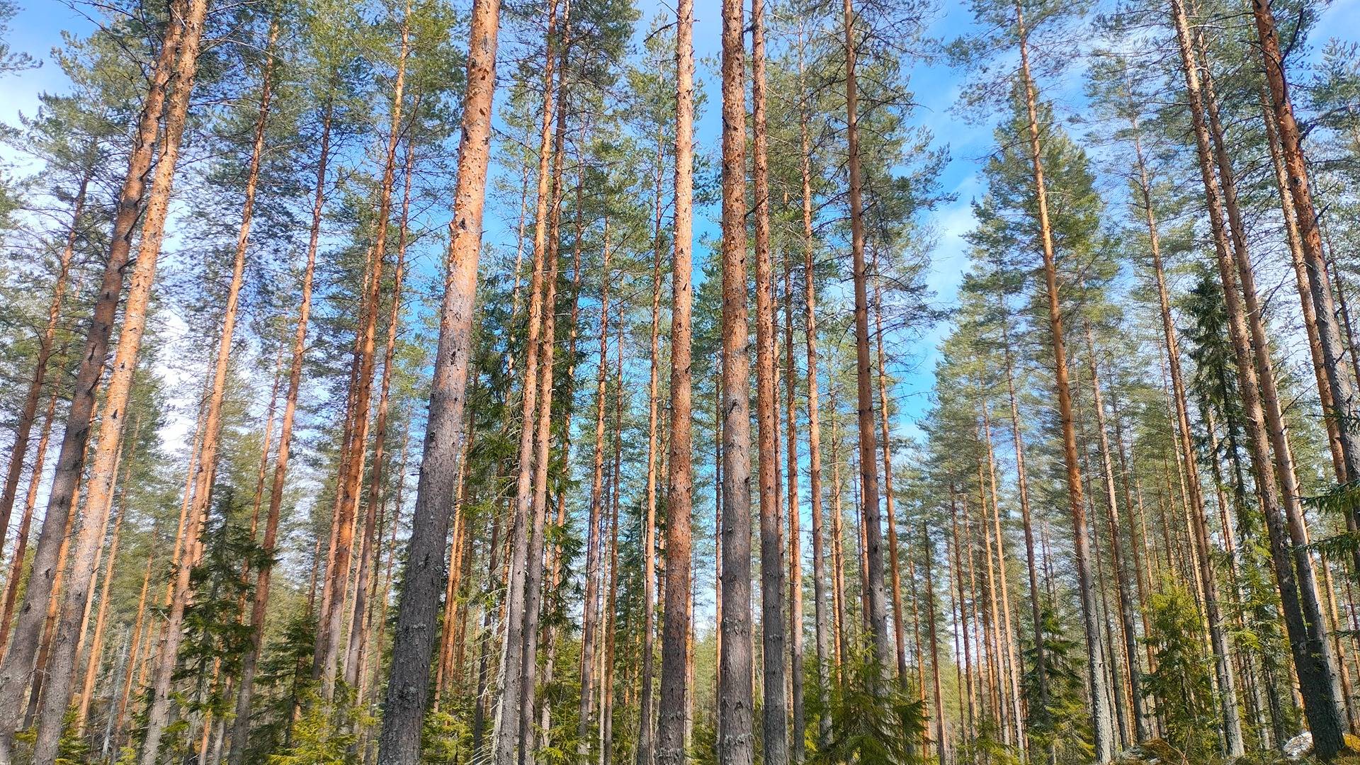 Omslagsbild för objektet 309-404-1-32, LIETUKKA, Rikkaranta