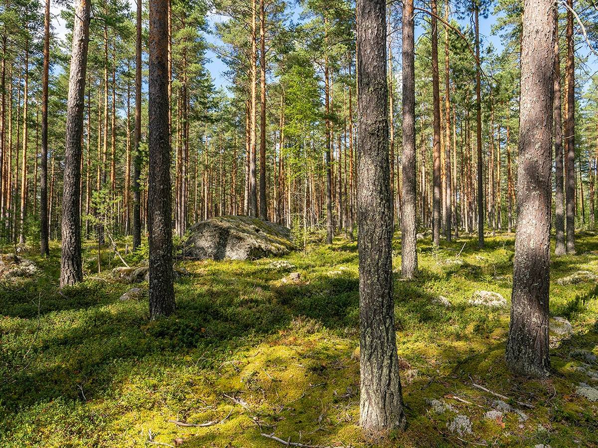 Omslagsbild för objektet Naaramäki 507-414-15-18, Ranta 507-414-9-128 ja Koivikko 507-414-9-117(määräala)