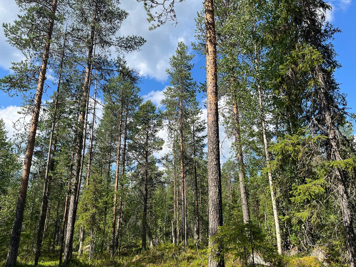 Omslagsbild för objektet Vuoselkä 758-426-17-3