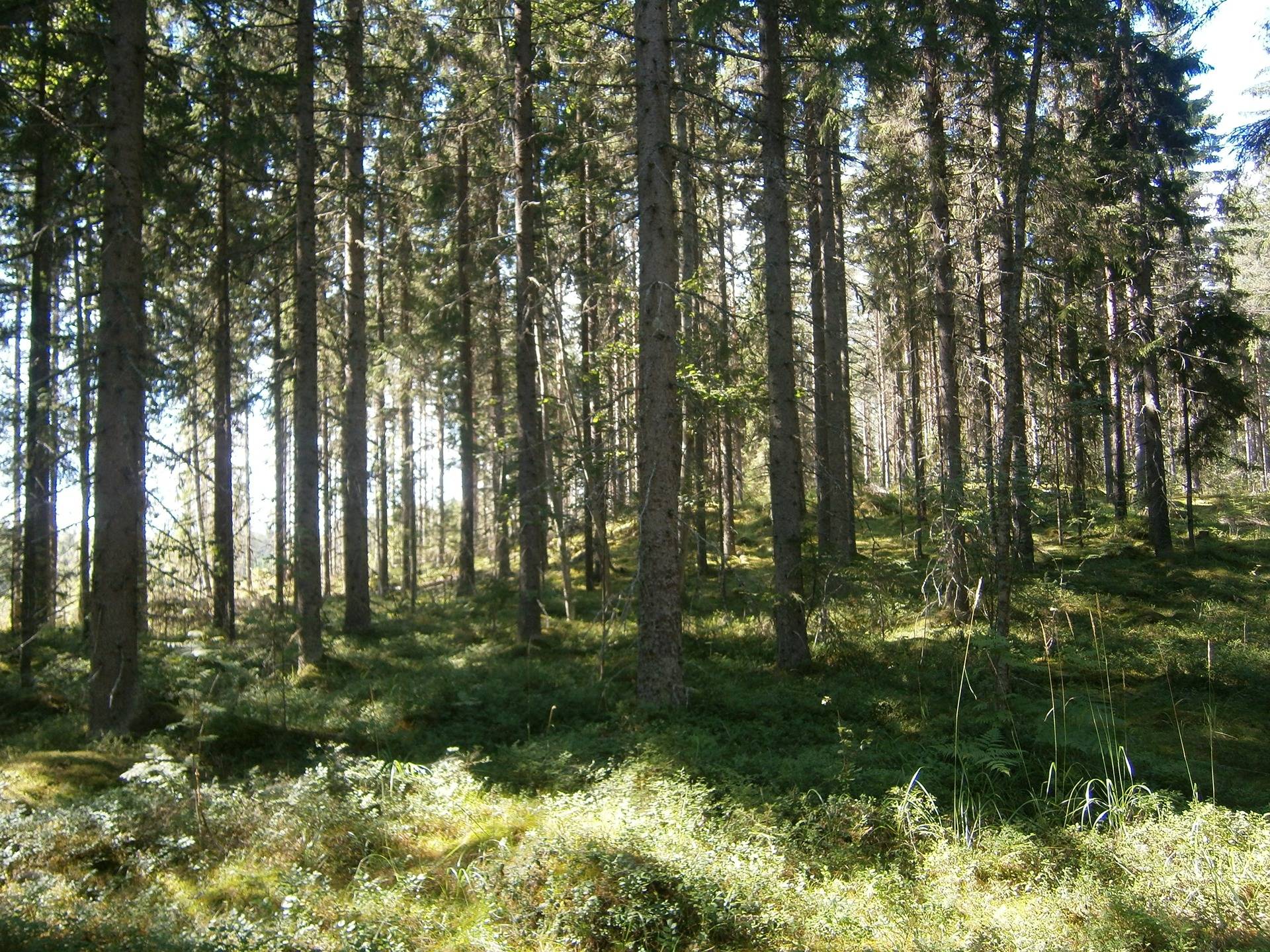 KUHMALAHTI-VEHKAJÄRVI-KARTTAVUORI I 12