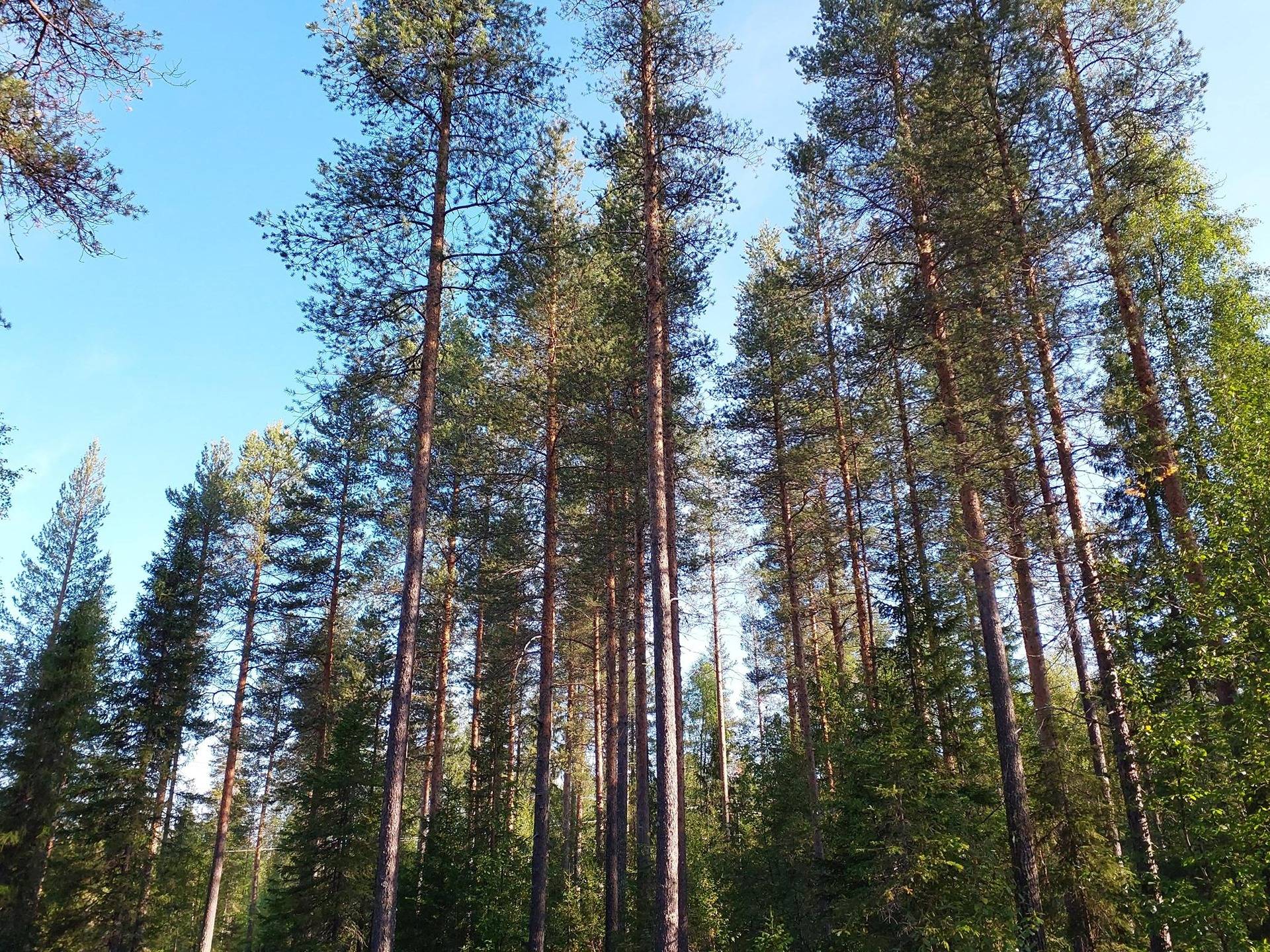 Omslagsbild för objektet Huhtakumpu 583-403-83-6