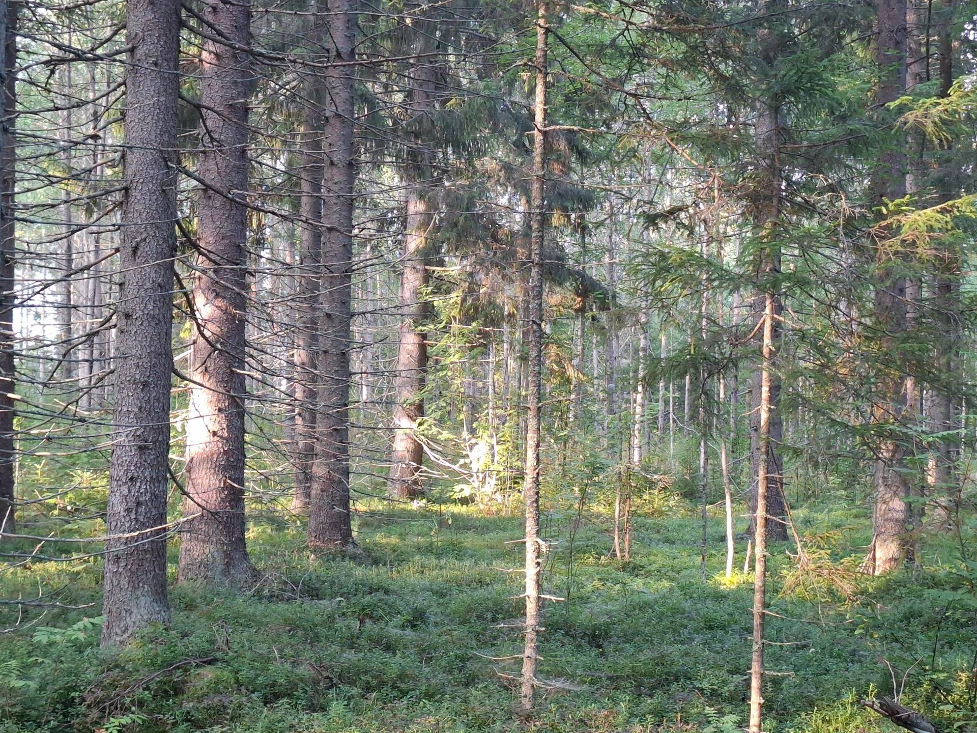 Omslagsbild för objektet KORREEMÄKI 707-407-5-39, PÄIVÄLAITA 707-407-9-12, ALANKO 707-407-9-22 ja MARTINLUHTA 707-412-30-0, Salokylä