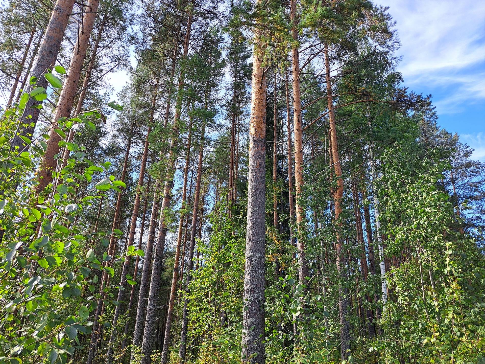 Perho Oksakoski LISÄ-KOSKIRANTA 207:2 metsätila 11,7 ha 4