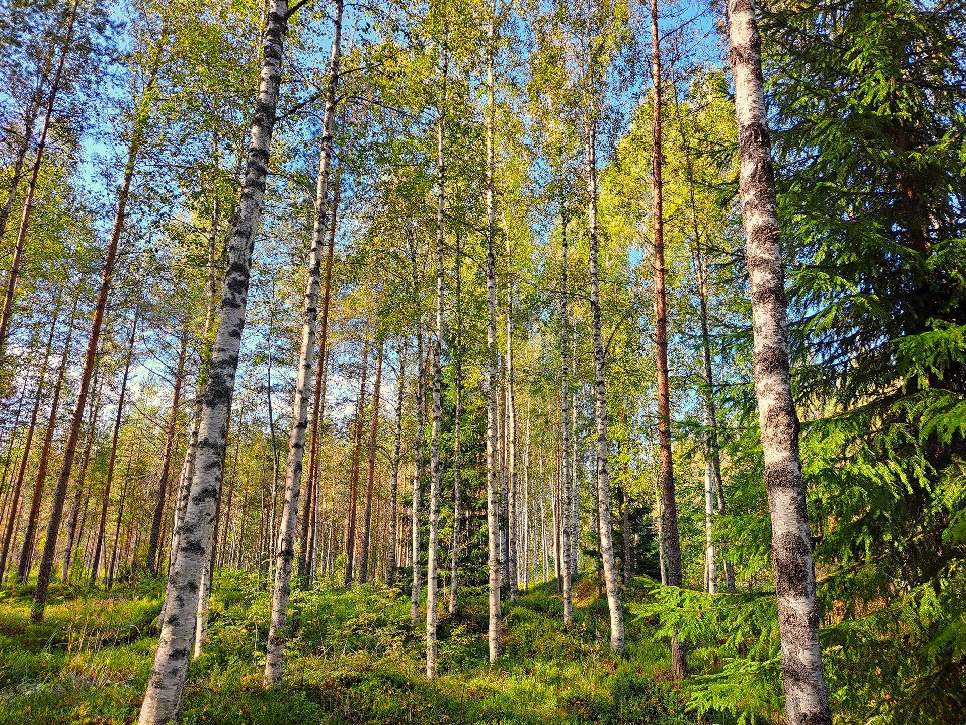 Perho Oksakoski LISÄ-KOSKIRANTA 207:2 metsätila 11,7 ha 5