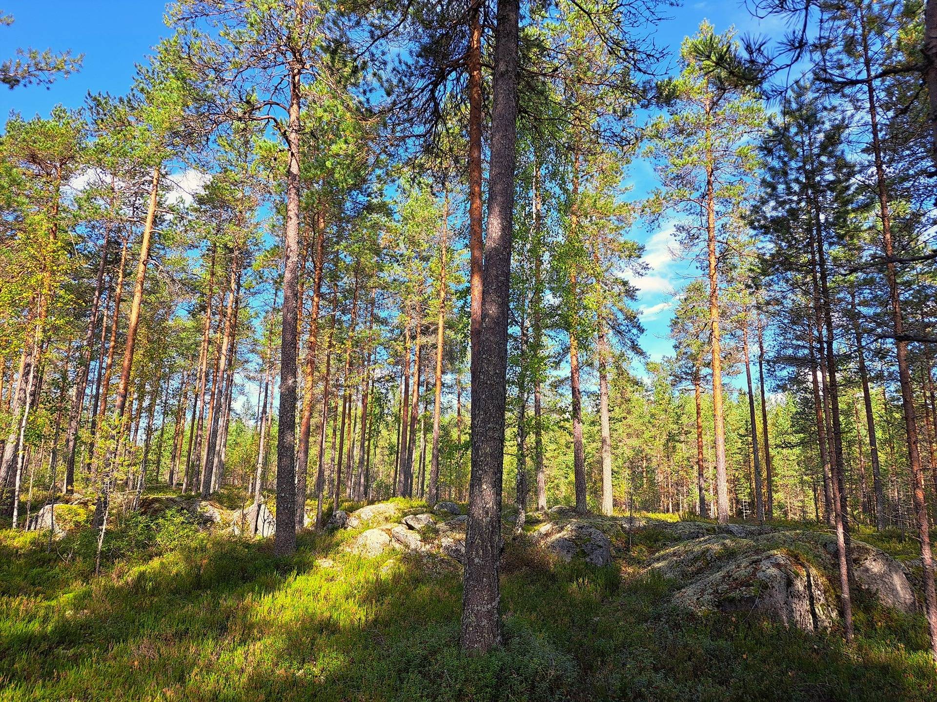 Perho Oksakoski LISÄ-KOSKIRANTA 207:2 metsätila 11,7 ha 9