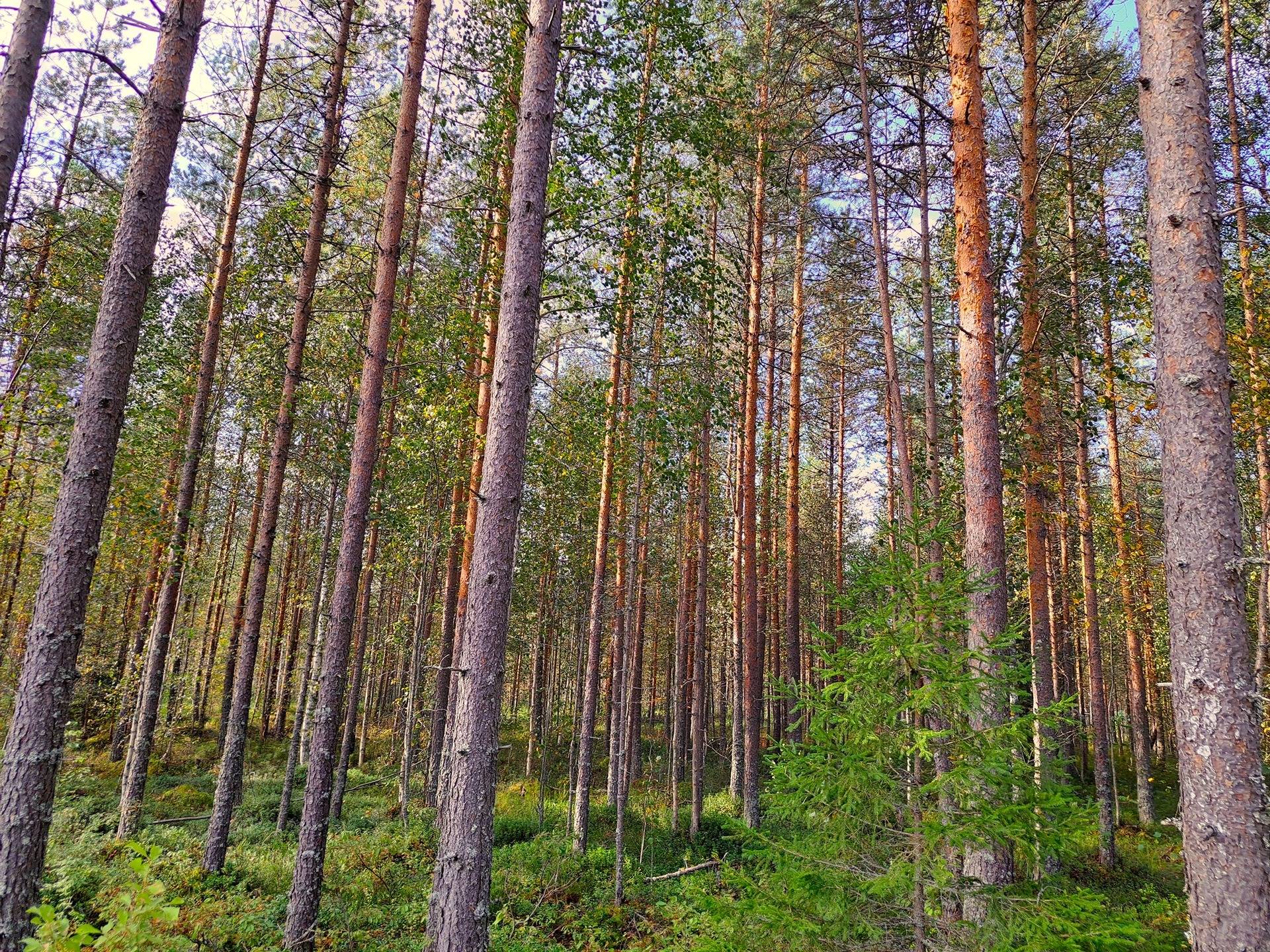 Perho Oksakoski LISÄ-KOSKIRANTA 207:2 metsätila 11,7 ha 8