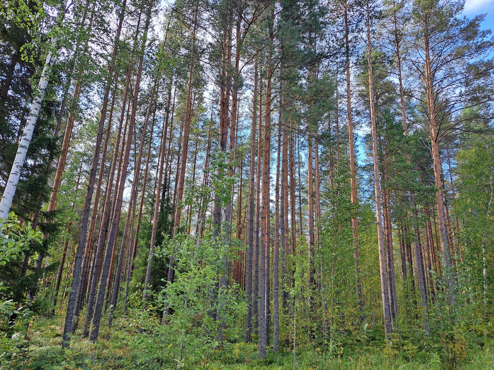 Perho Oksakoski LISÄ-KOSKIRANTA 207:2 metsätila 11,7 ha 12