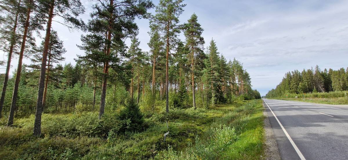 Omslagsbild för objektet Hirvikuusikko 19:3