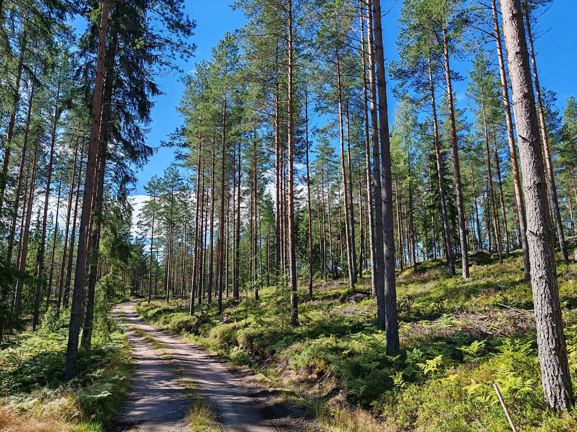 Metsämääräala tilasta Kulmala 1:18, Salo, Tieksmäki 2