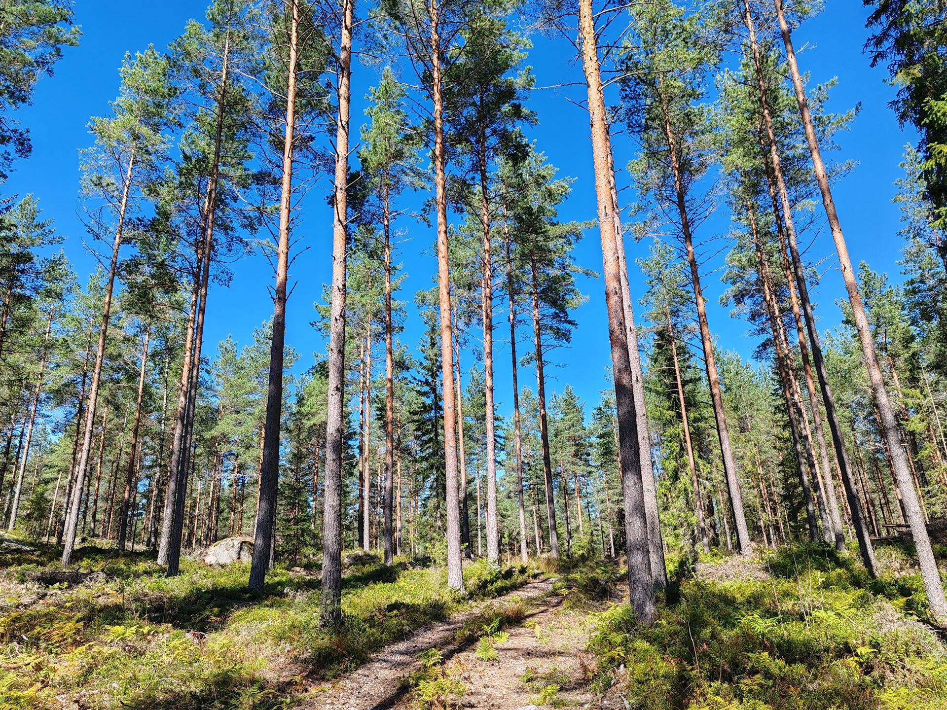 Metsämääräala tilasta Kulmala 1:18, Salo, Tieksmäki 4