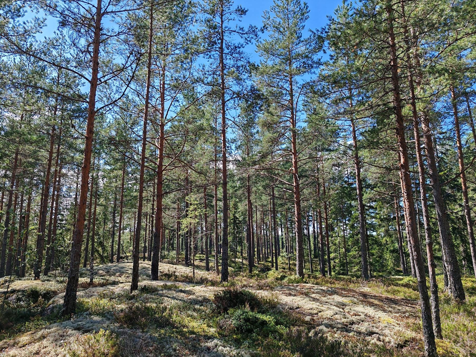 Metsämääräala tilasta Kulmala 1:18, Salo, Tieksmäki 5