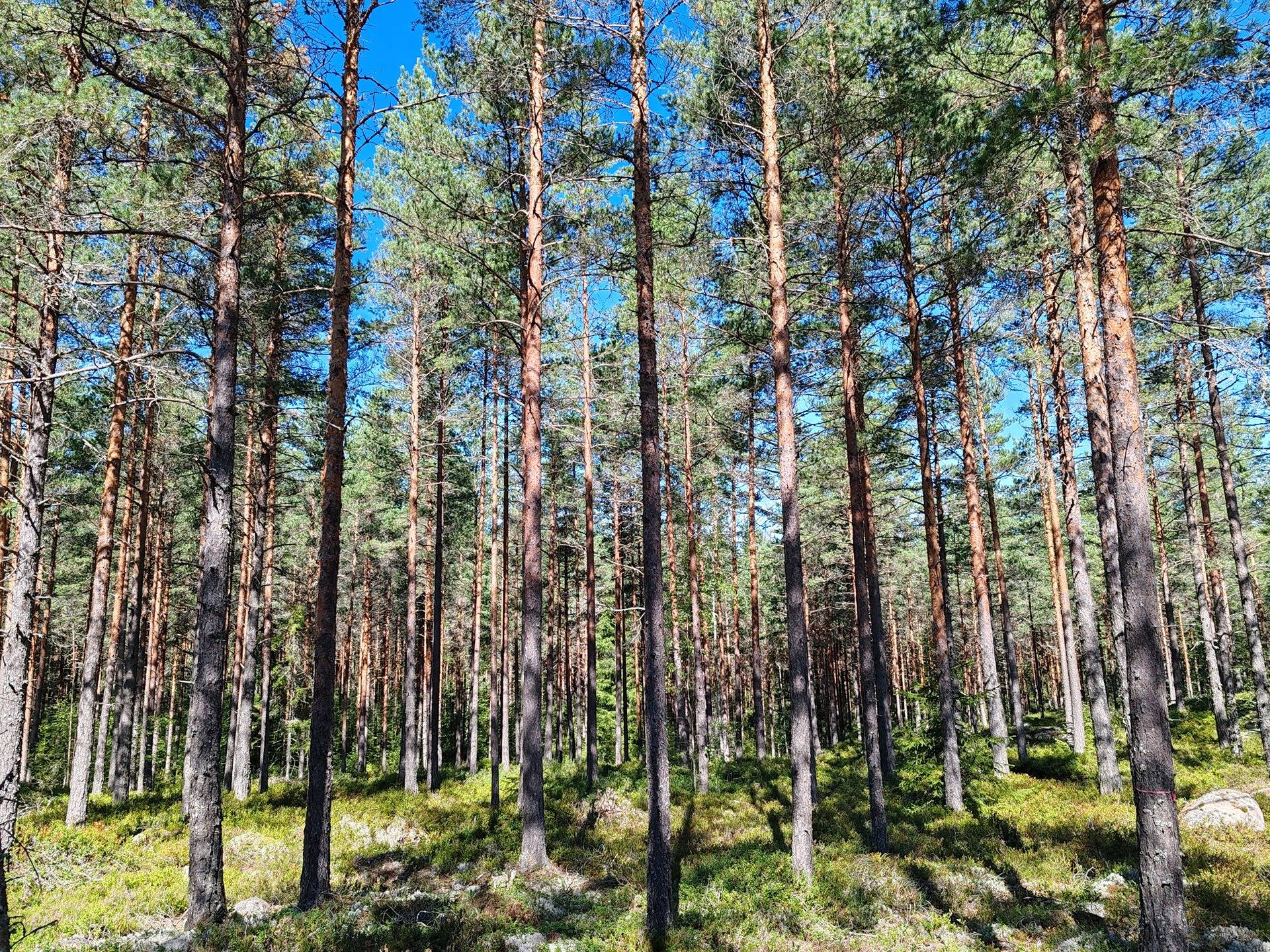 Metsämääräala tilasta Kulmala 1:18, Salo, Tieksmäki 6