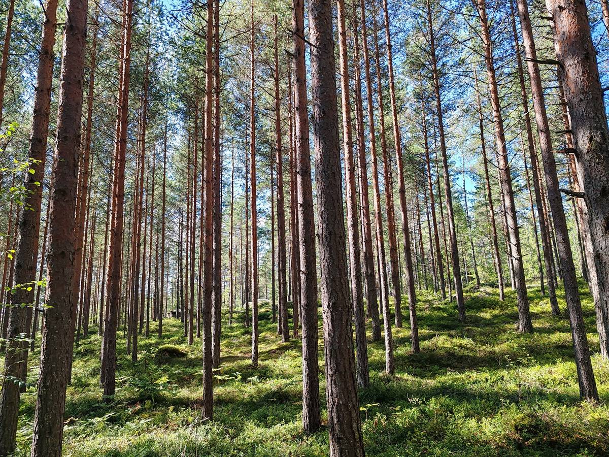 Omslagsbild för objektet Metsämääräala tilasta Kulmala 1:18, Salo, Tieksmäki