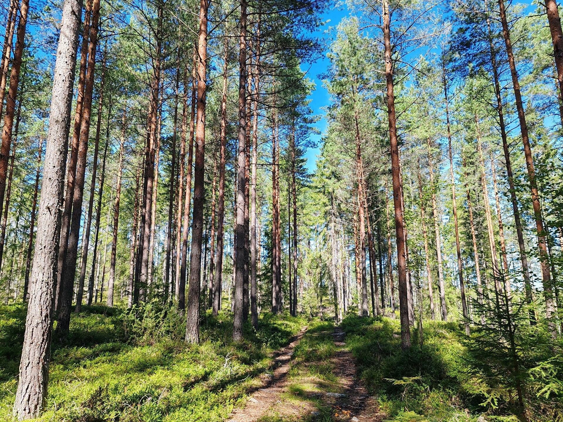 Metsämääräala tilasta Kulmala 1:18, Salo, Tieksmäki 8