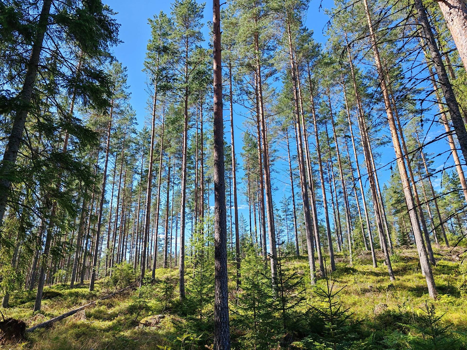 Metsämääräala tilasta Kulmala 1:18, Salo, Tieksmäki 11