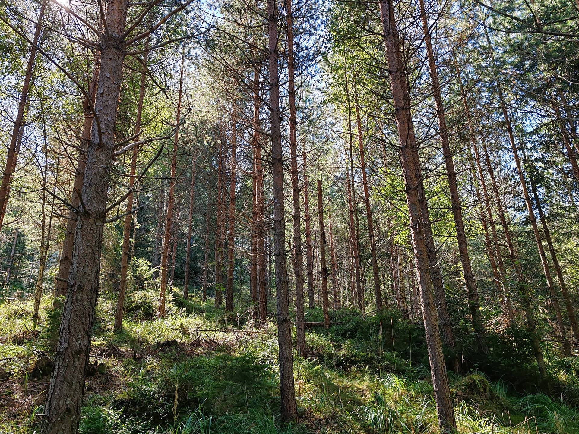 Metsämääräala tilasta Kulmala 1:18, Salo, Tieksmäki 16