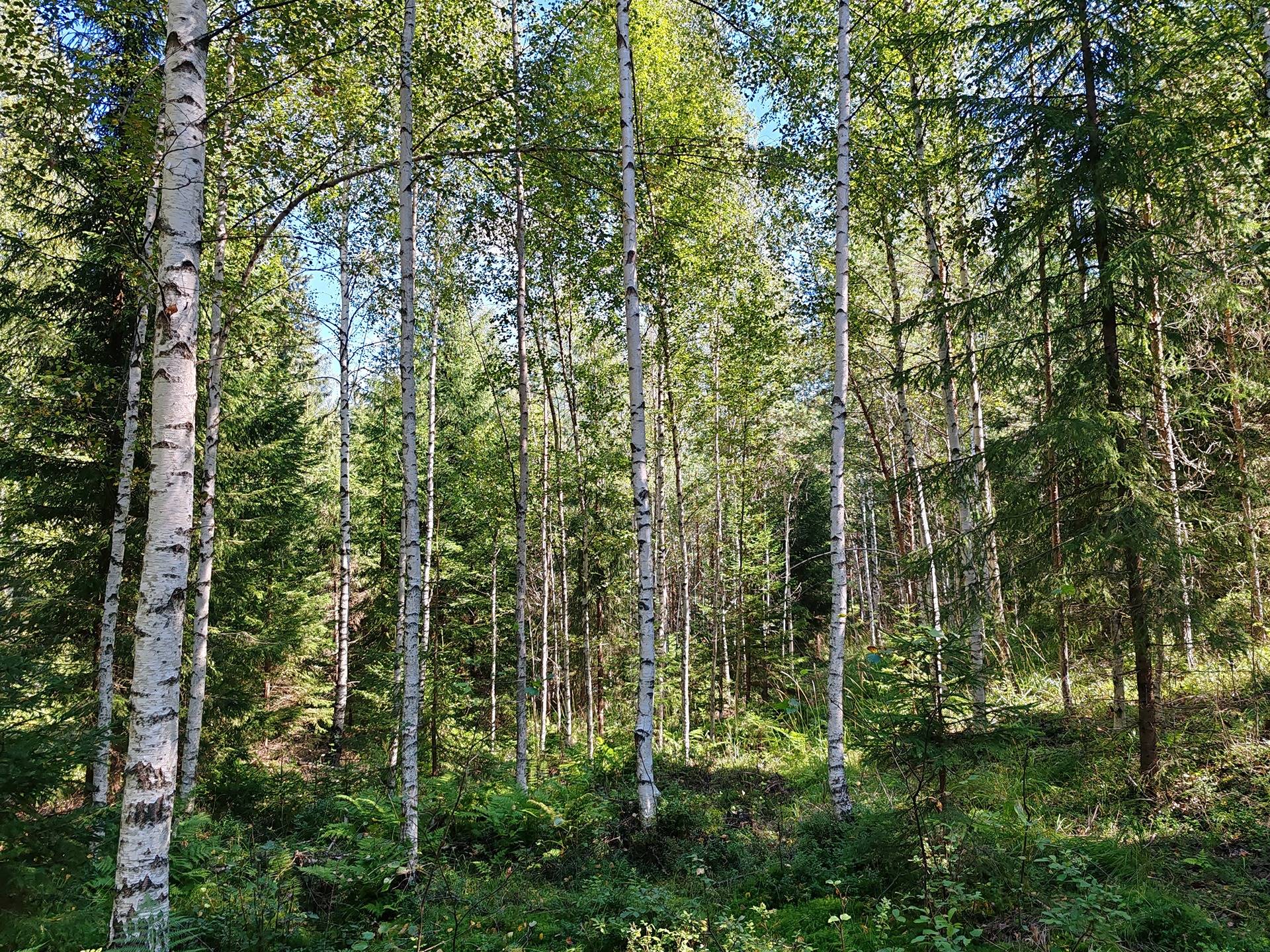 Metsämääräala tilasta Kulmala 1:18, Salo, Tieksmäki 19