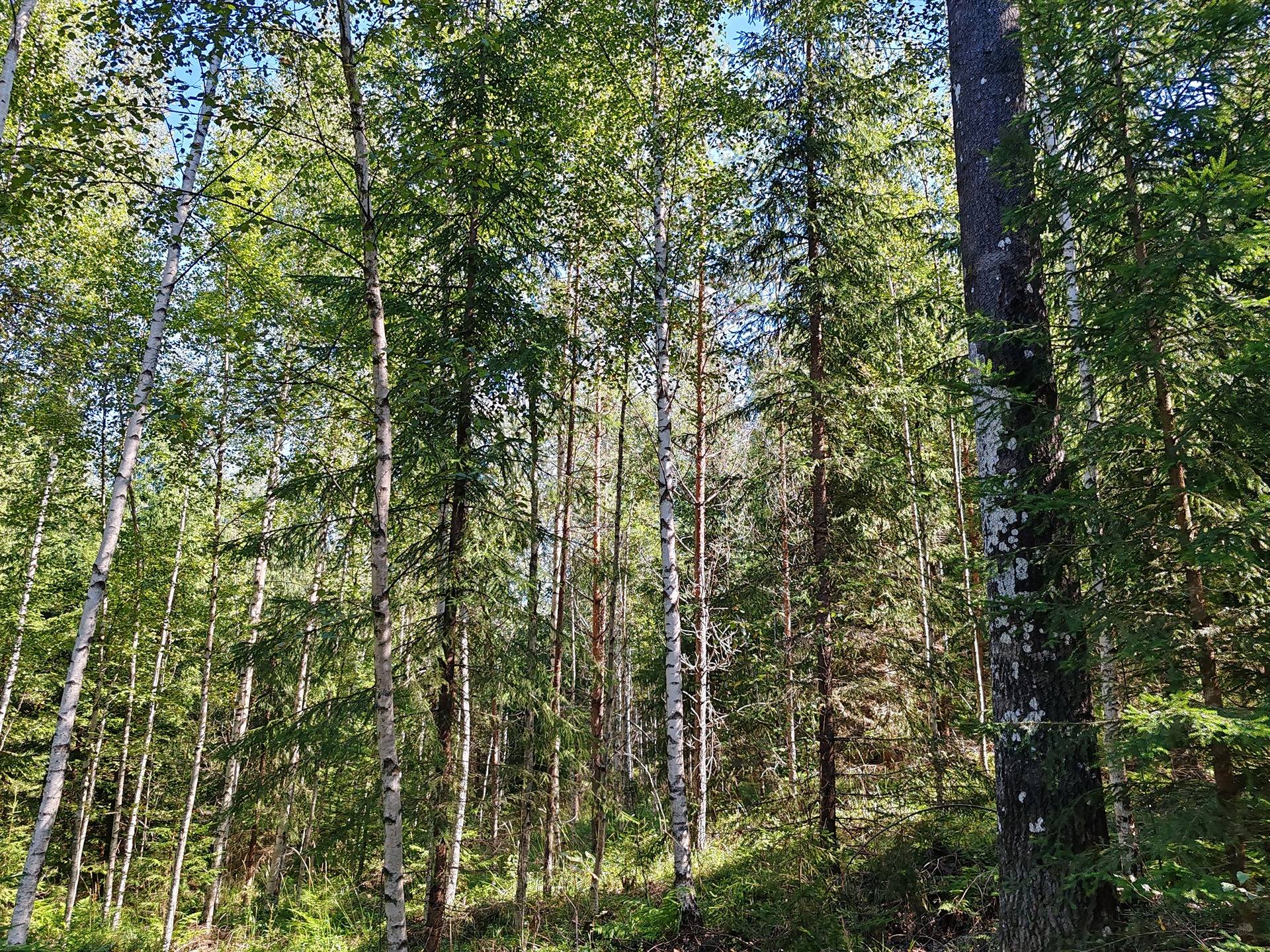 Metsämääräala tilasta Kulmala 1:18, Salo, Tieksmäki 20