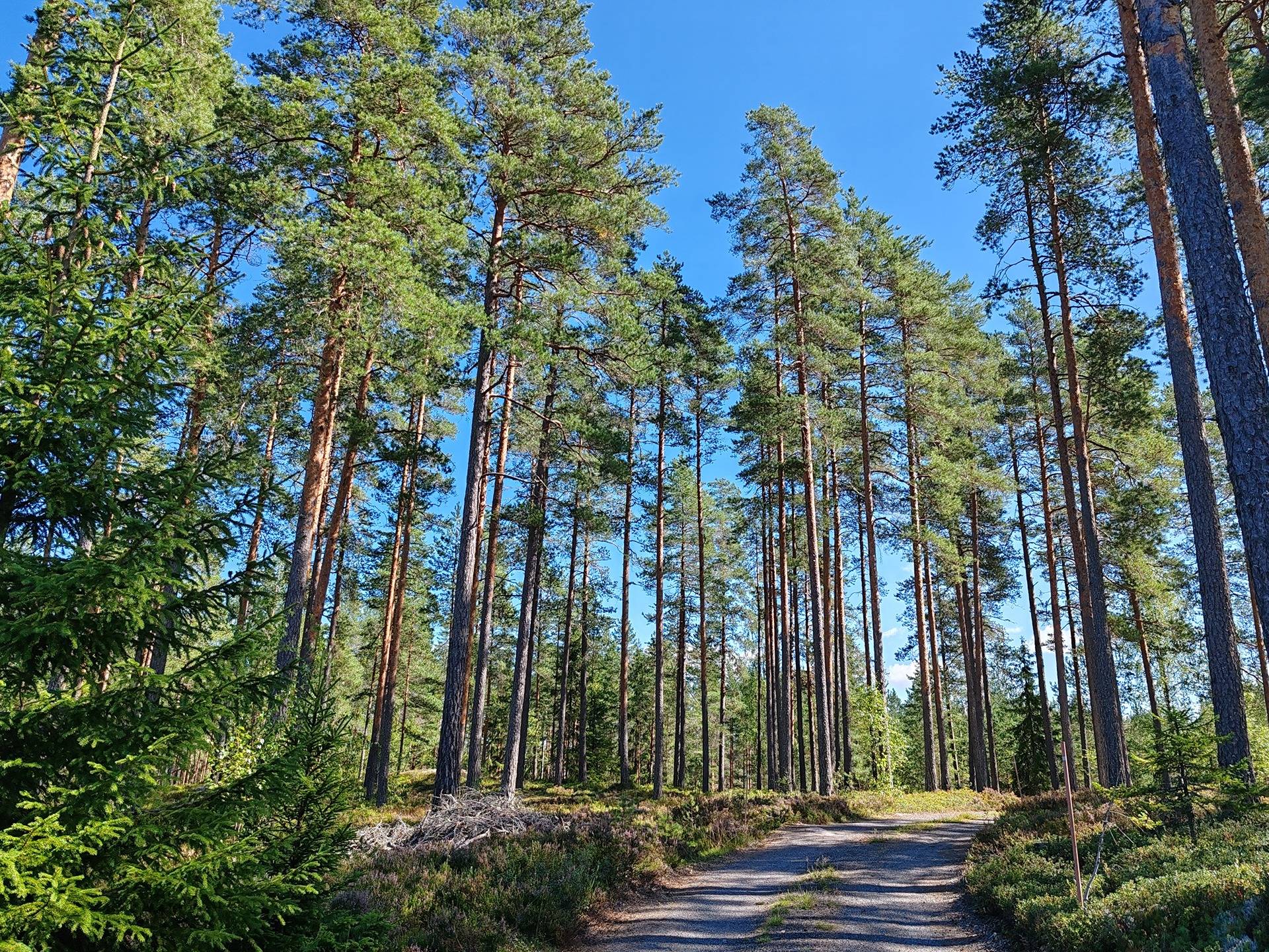 Metsämääräala tilasta Kulmala 1:18, Salo, Tieksmäki 25