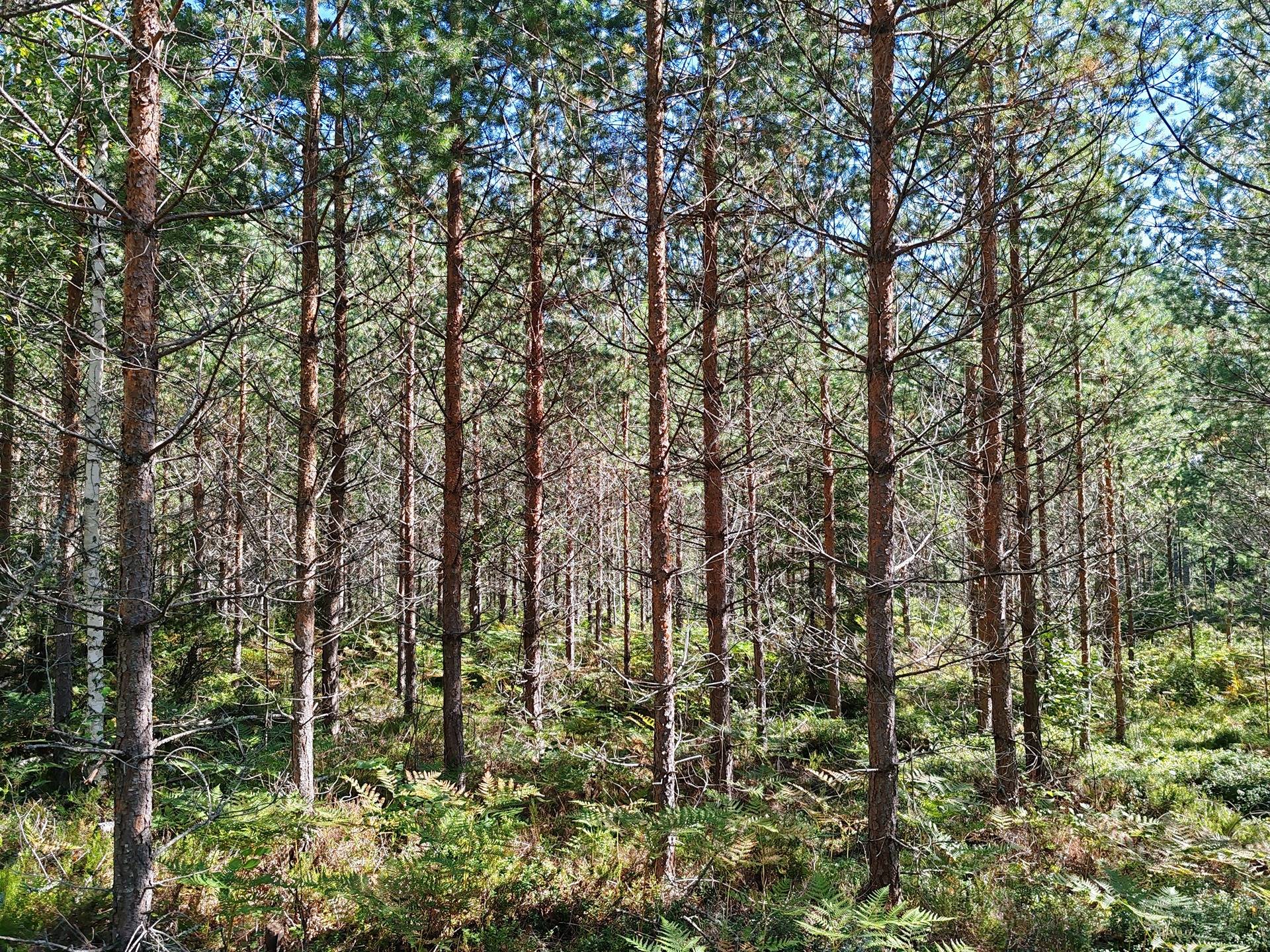 Metsämääräala tilasta Kulmala 1:18, Salo, Tieksmäki 27