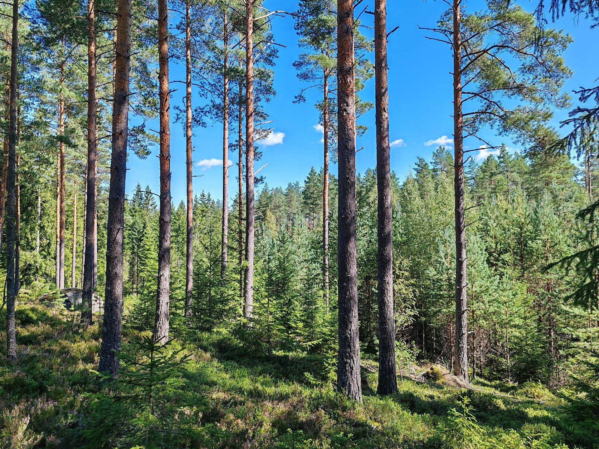 Metsämääräala tilasta Kulmala 1:18, Salo, Tieksmäki 29