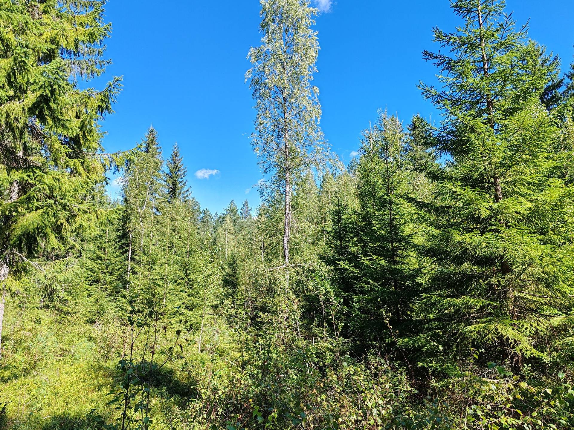 Metsämääräala tilasta Kulmala 1:18, Salo, Tieksmäki 33