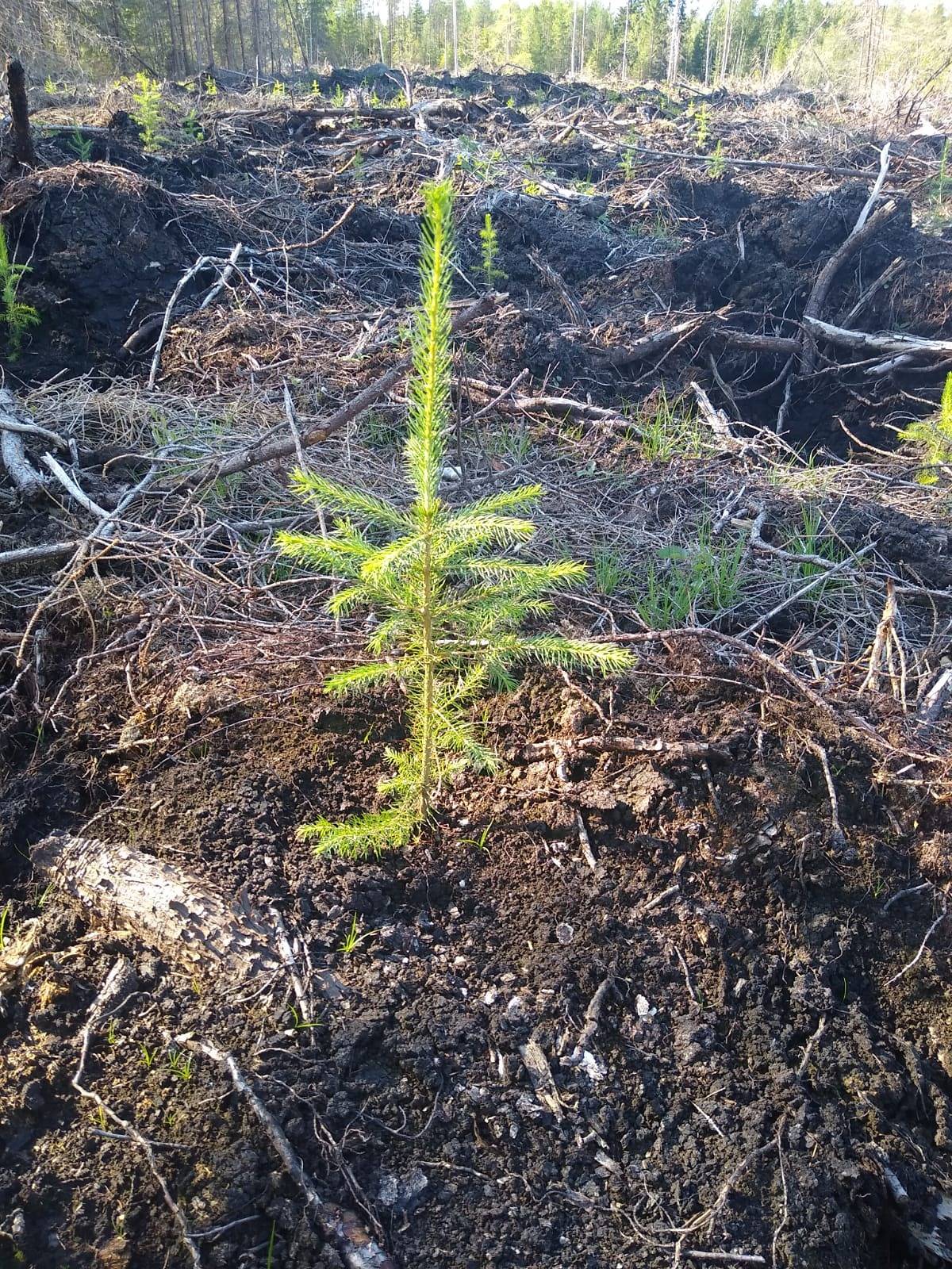 Omslagsbild för objektet Söderlund 14:17, Norrnäs