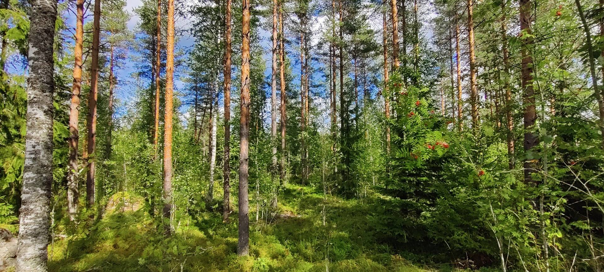 Kansikuva kohteelle Jatila 9:63 määräala