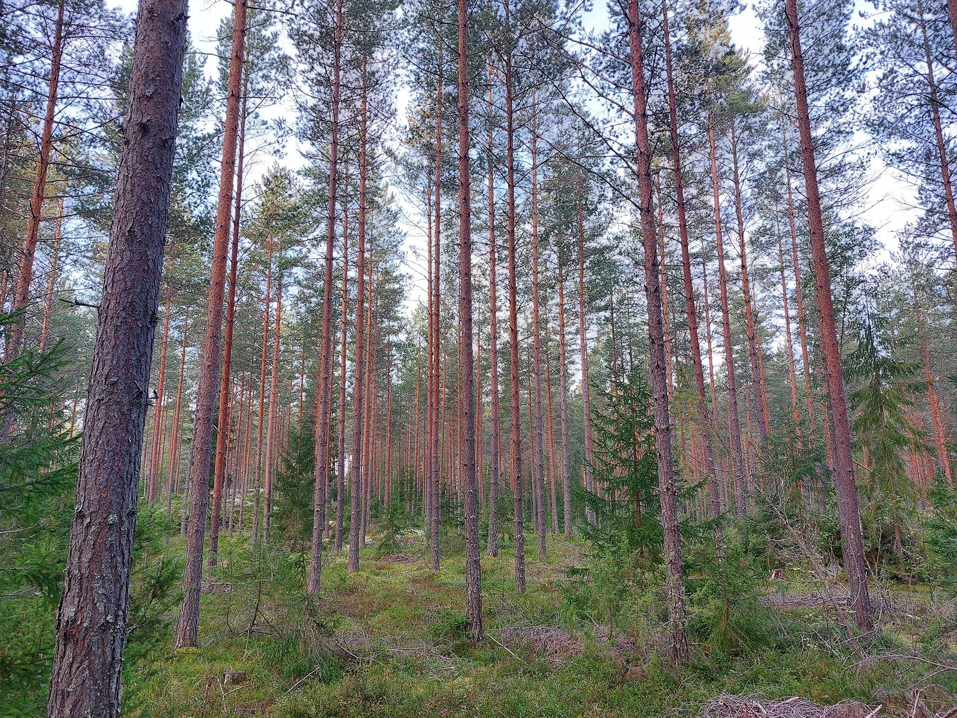 Omslagsbild för objektet Soini 405-579-1-94, määräala