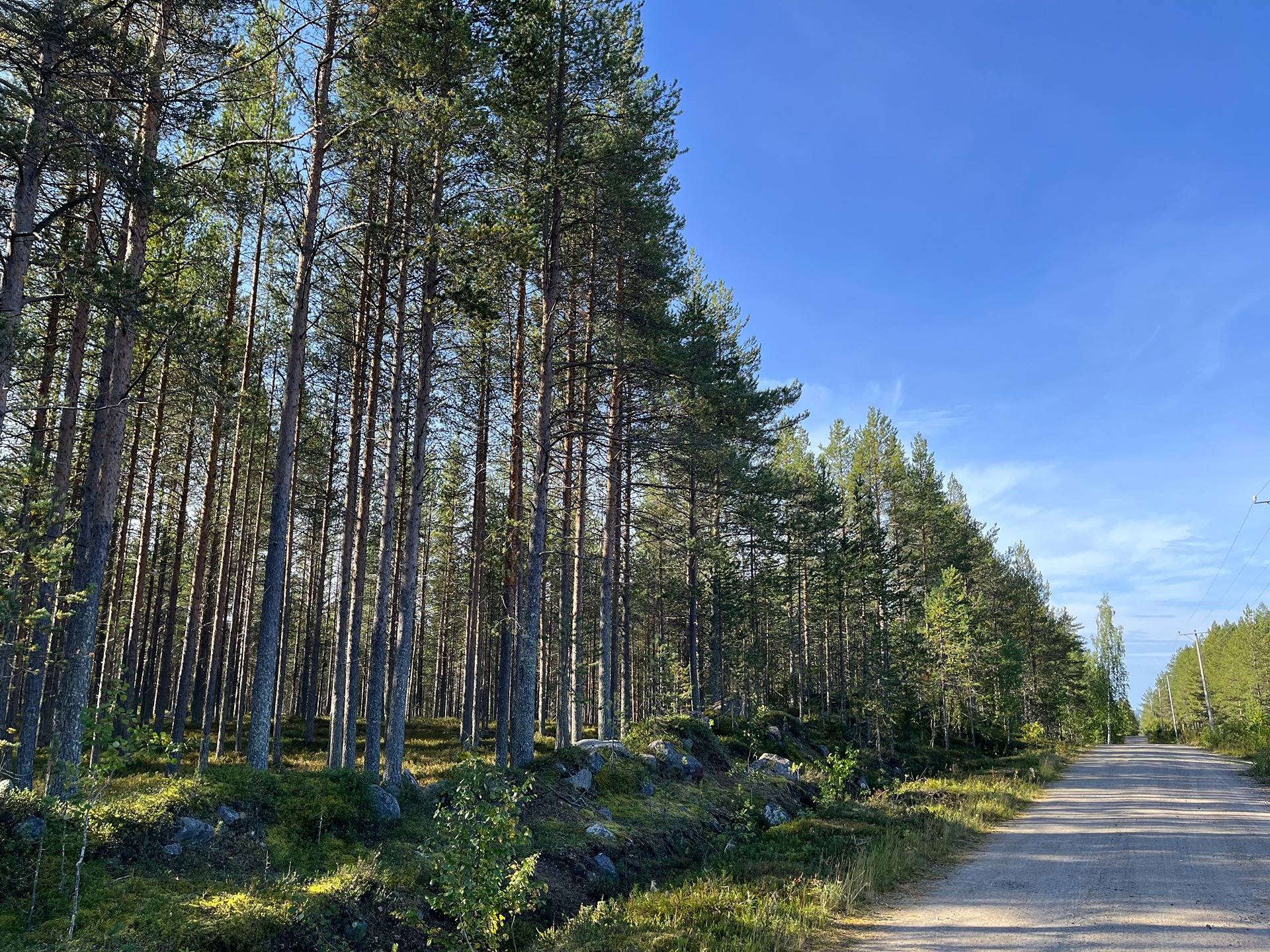 Suojala 320-408-6-4 ja Kemijärven yhteismetsäosuus 4