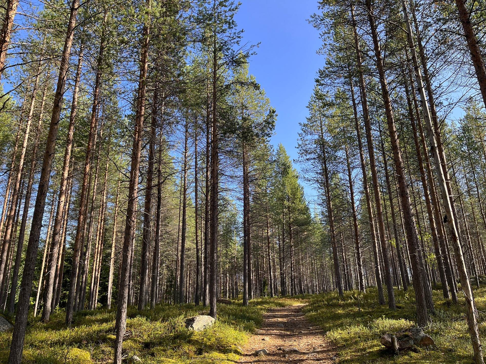 Suojala 320-408-6-4 ja Kemijärven yhteismetsäosuus 2