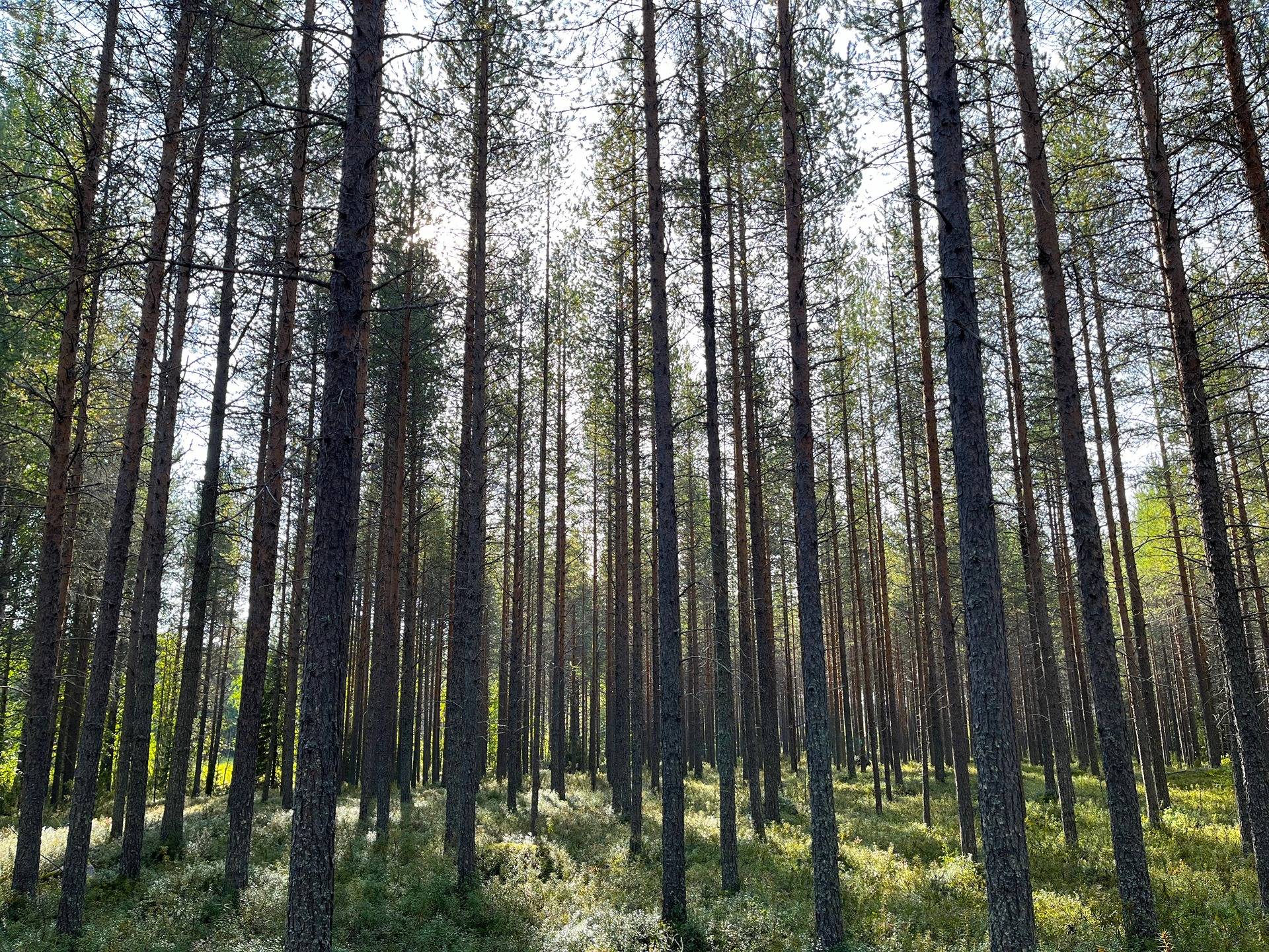 Kansikuva kohteelle Suojala 320-408-6-4 ja Kemijärven yhteismetsäosuus