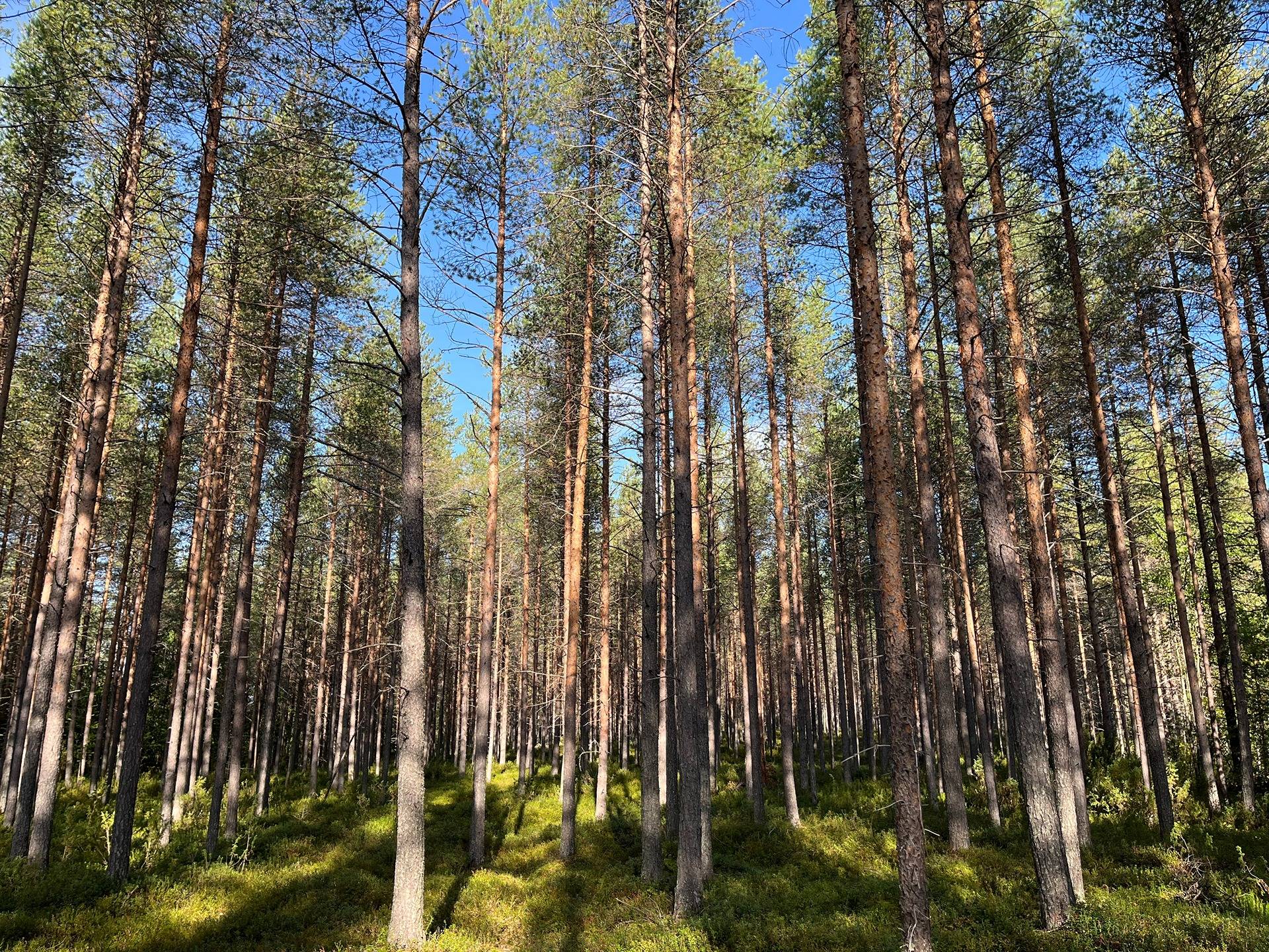 Suojala 320-408-6-4 ja Kemijärven yhteismetsäosuus 3