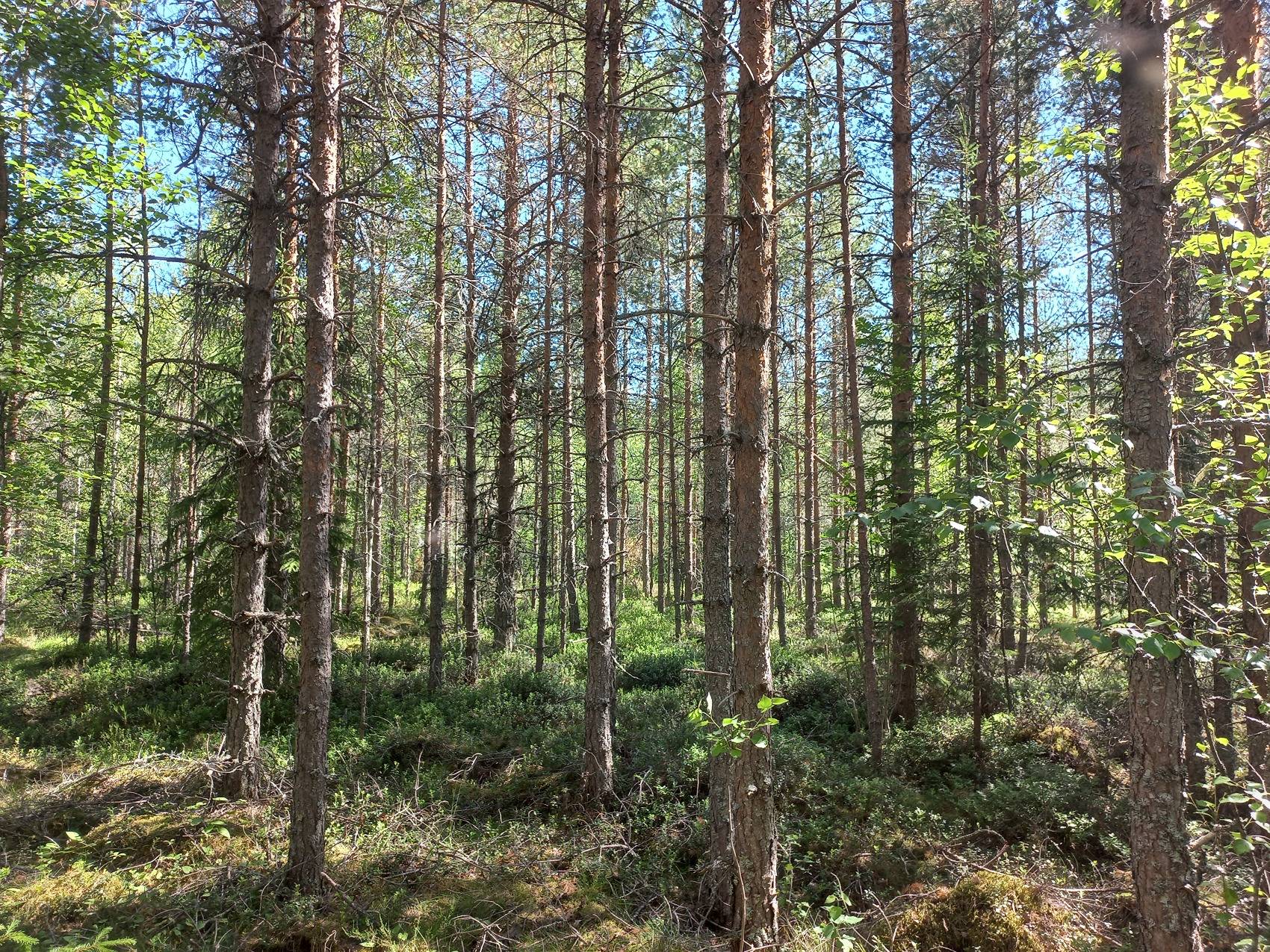 Omslagsbild för objektet Käpälämäki, Nummikoski