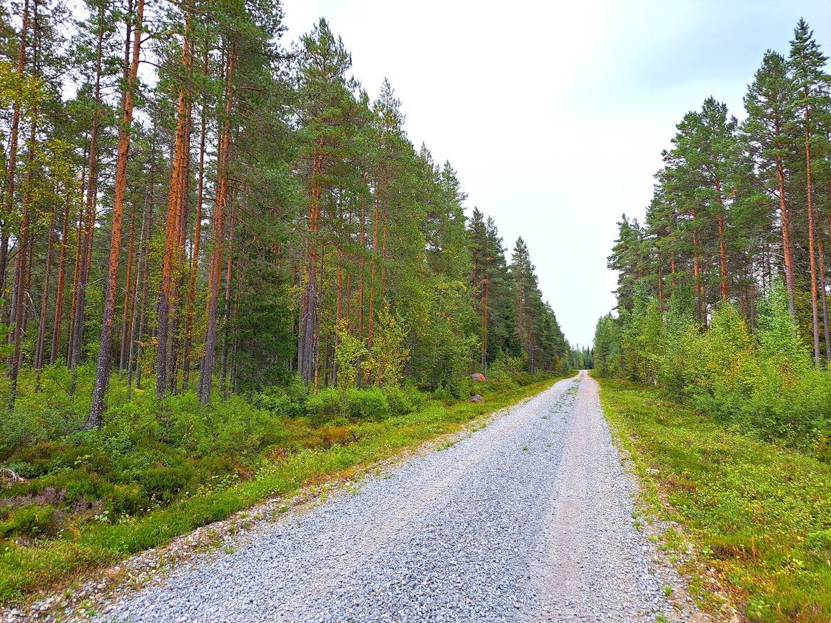 Cover photo for the object Lappajärvi Tarvola metsäpalsta 44,0 ha