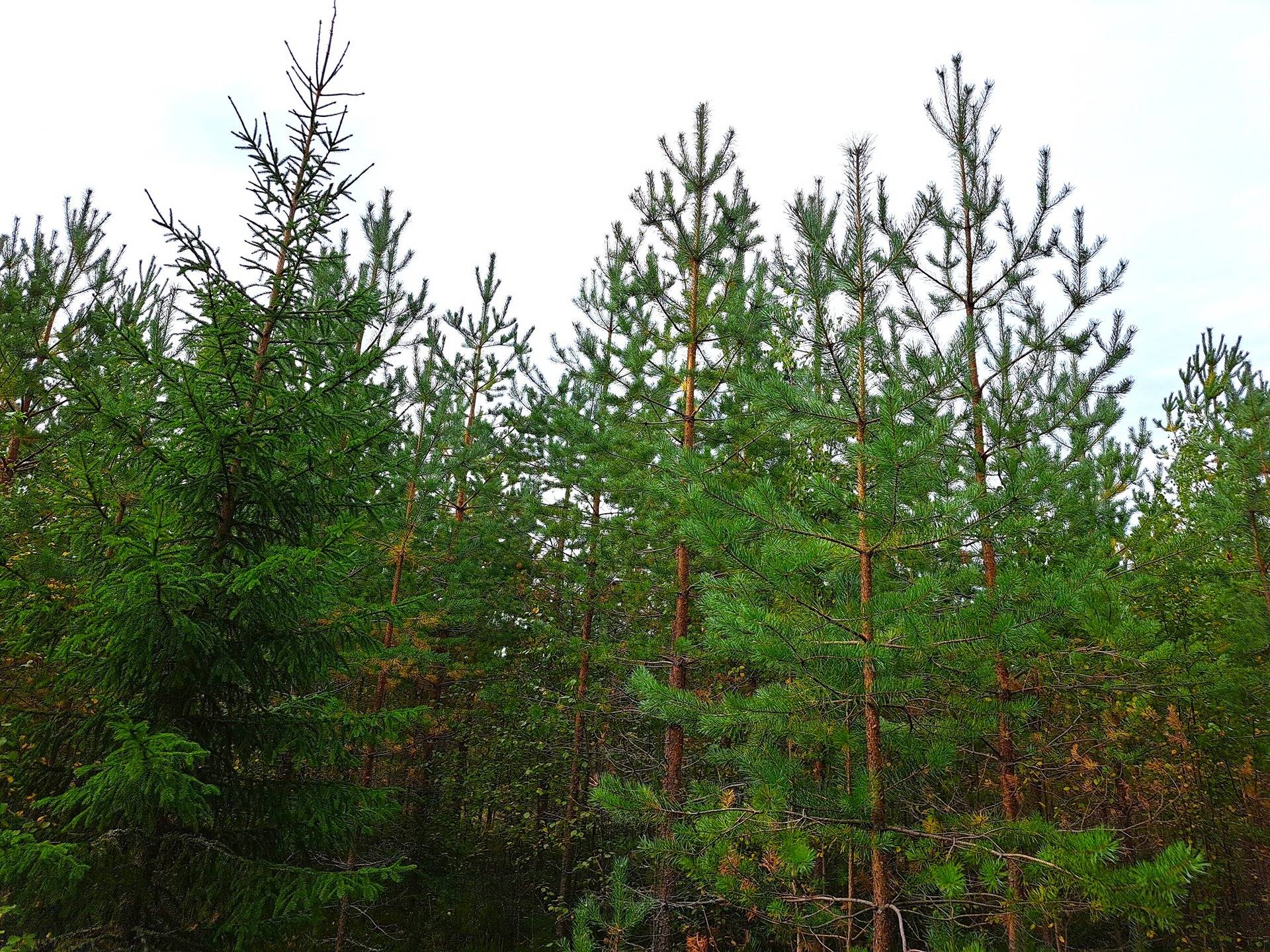 Lappajärvi Tarvola metsäpalsta 44,0 ha 4